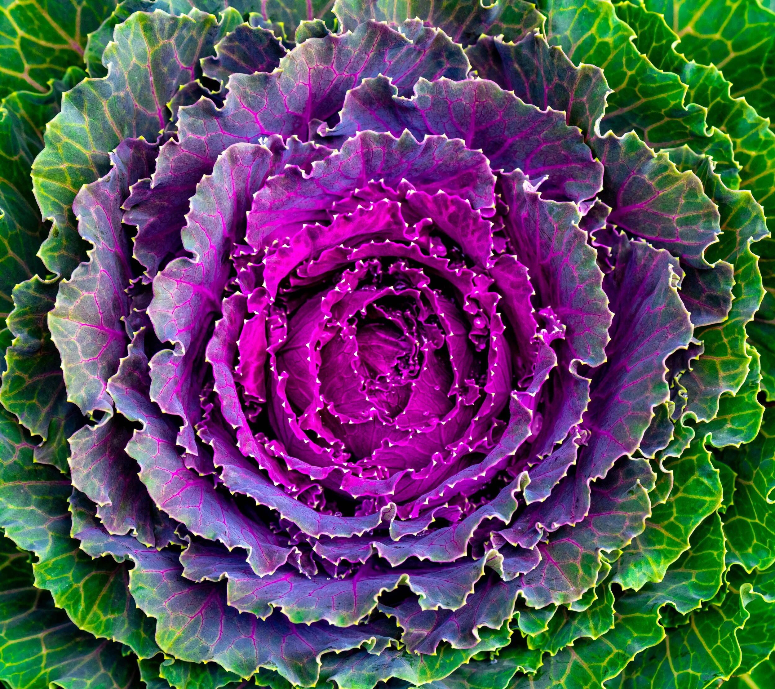 Flora-51.jpg