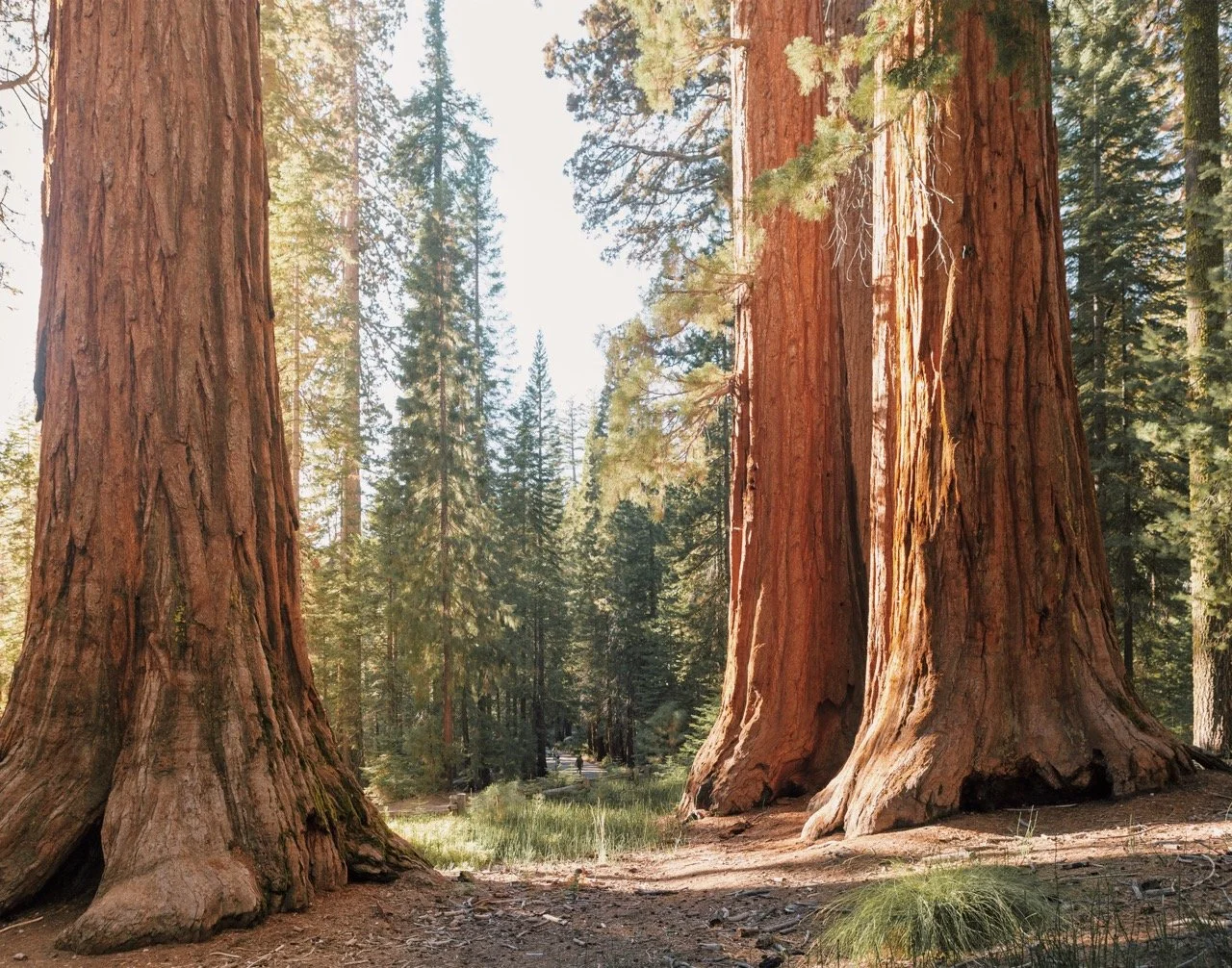 King_11x14 Large.jpeg