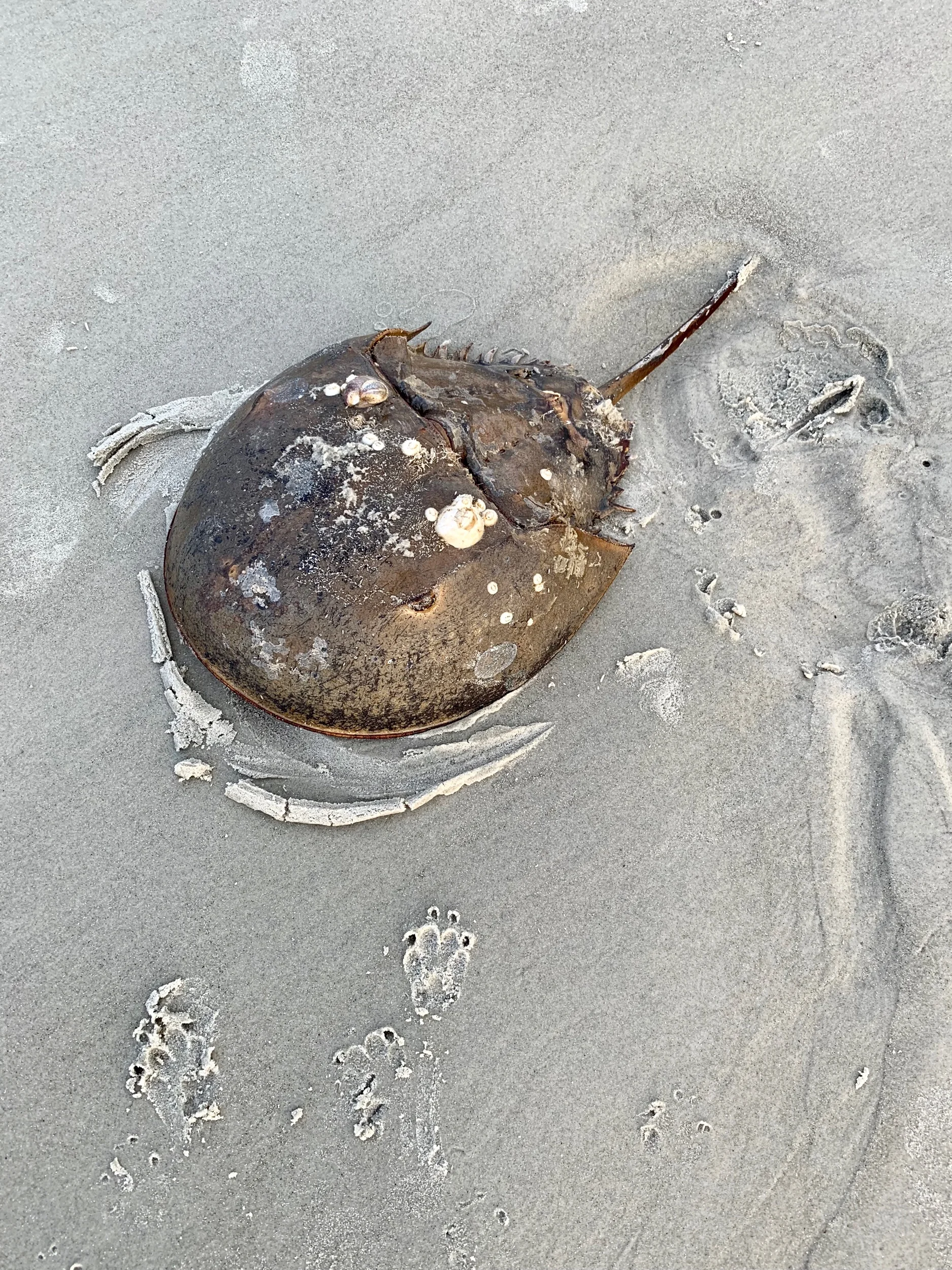 I wasn’t the first to find this poor old dead guy