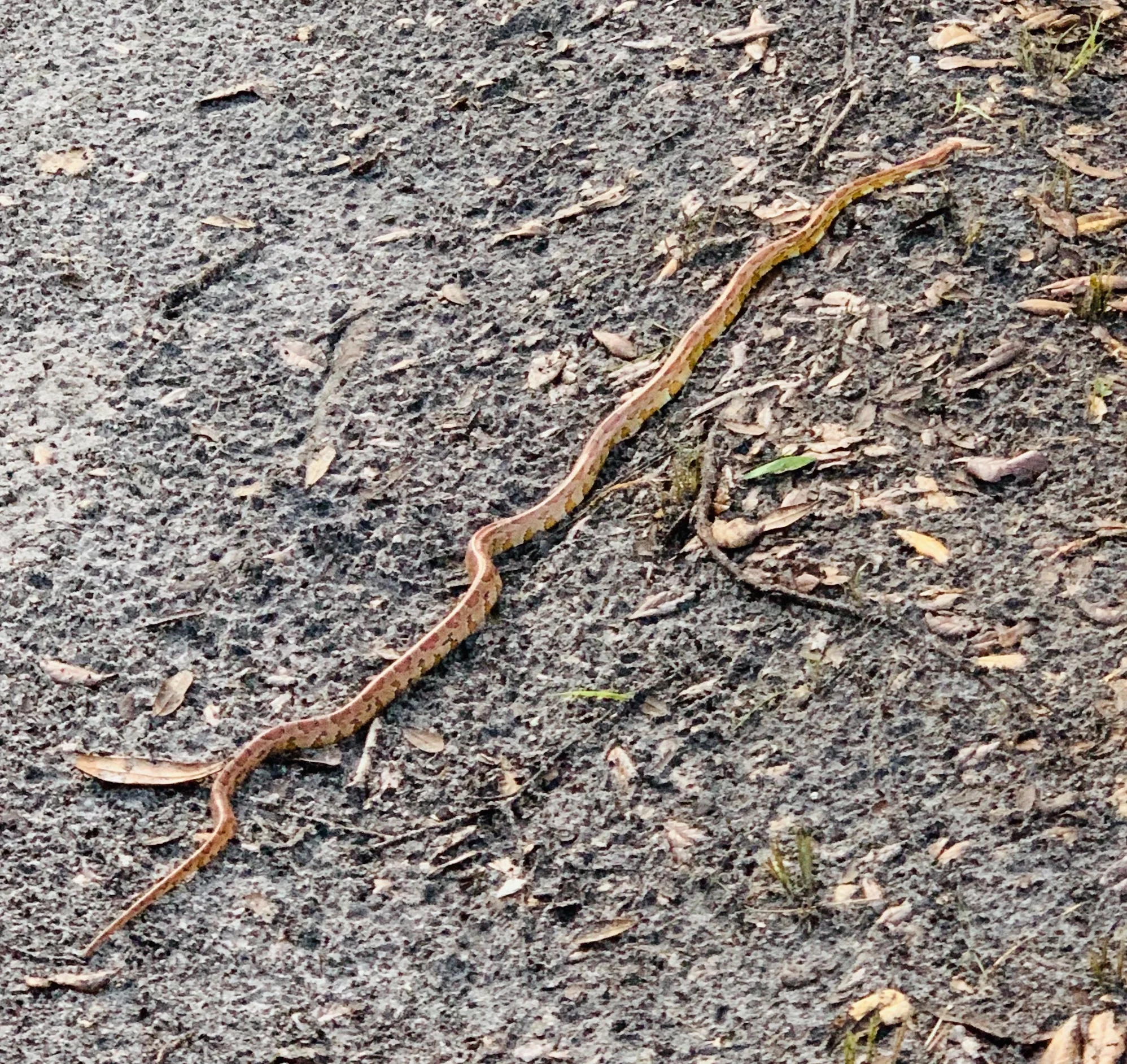 Corn Snake on the path to the beach