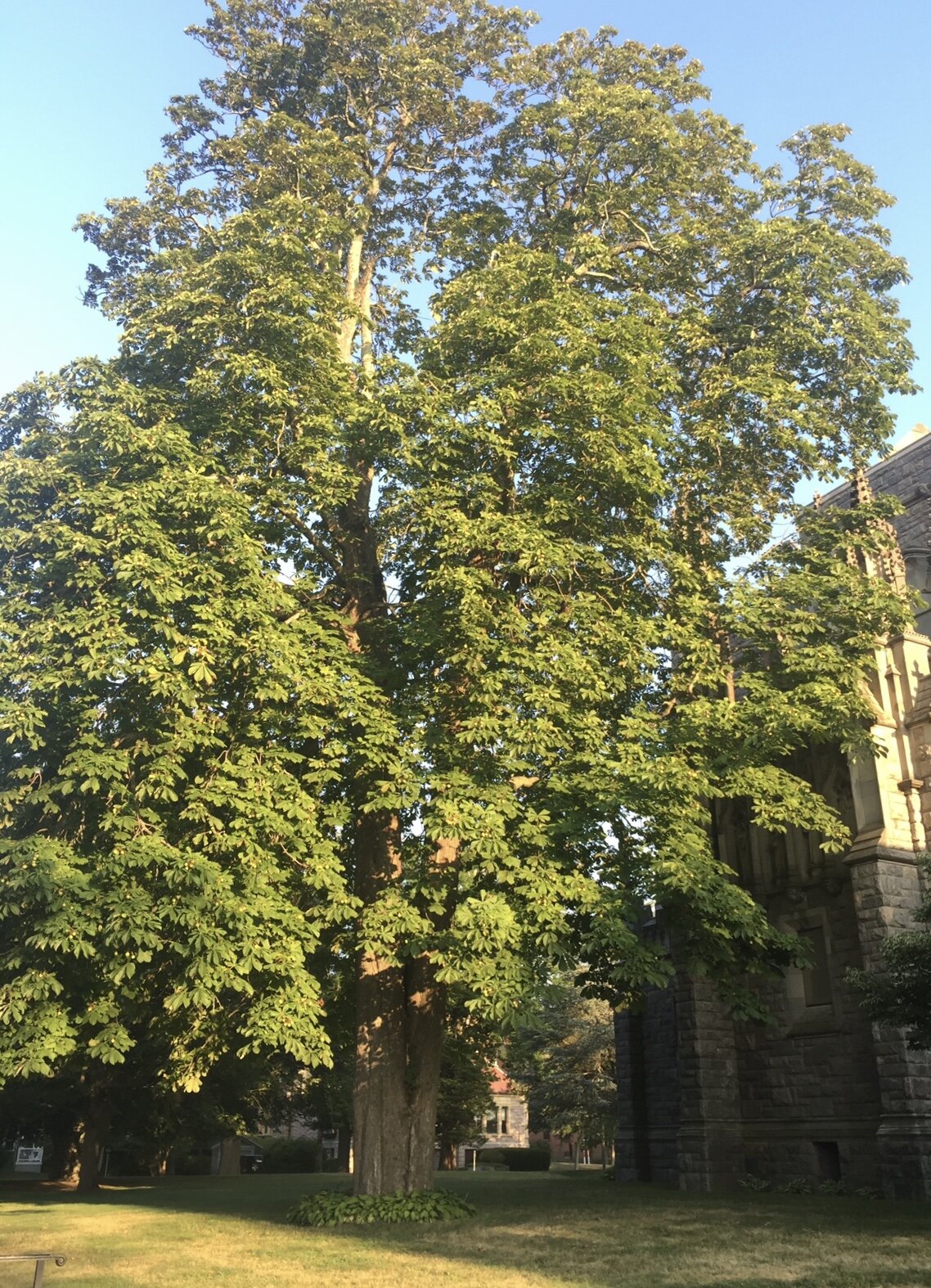 The Unitarian Church Horse Chestnut Tree. Fairhaven, MA
