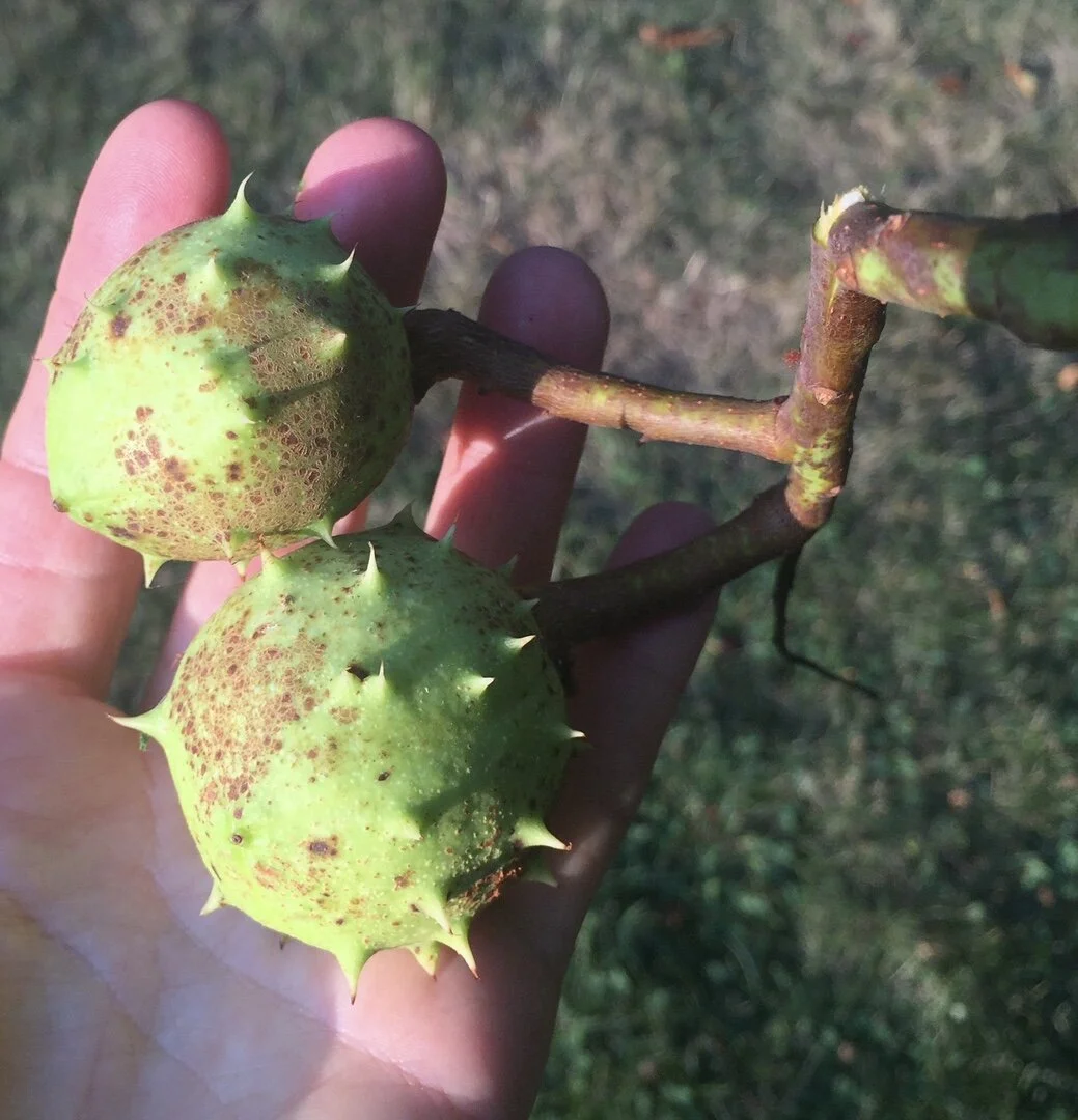 Not quite ripe horse chestnuts.