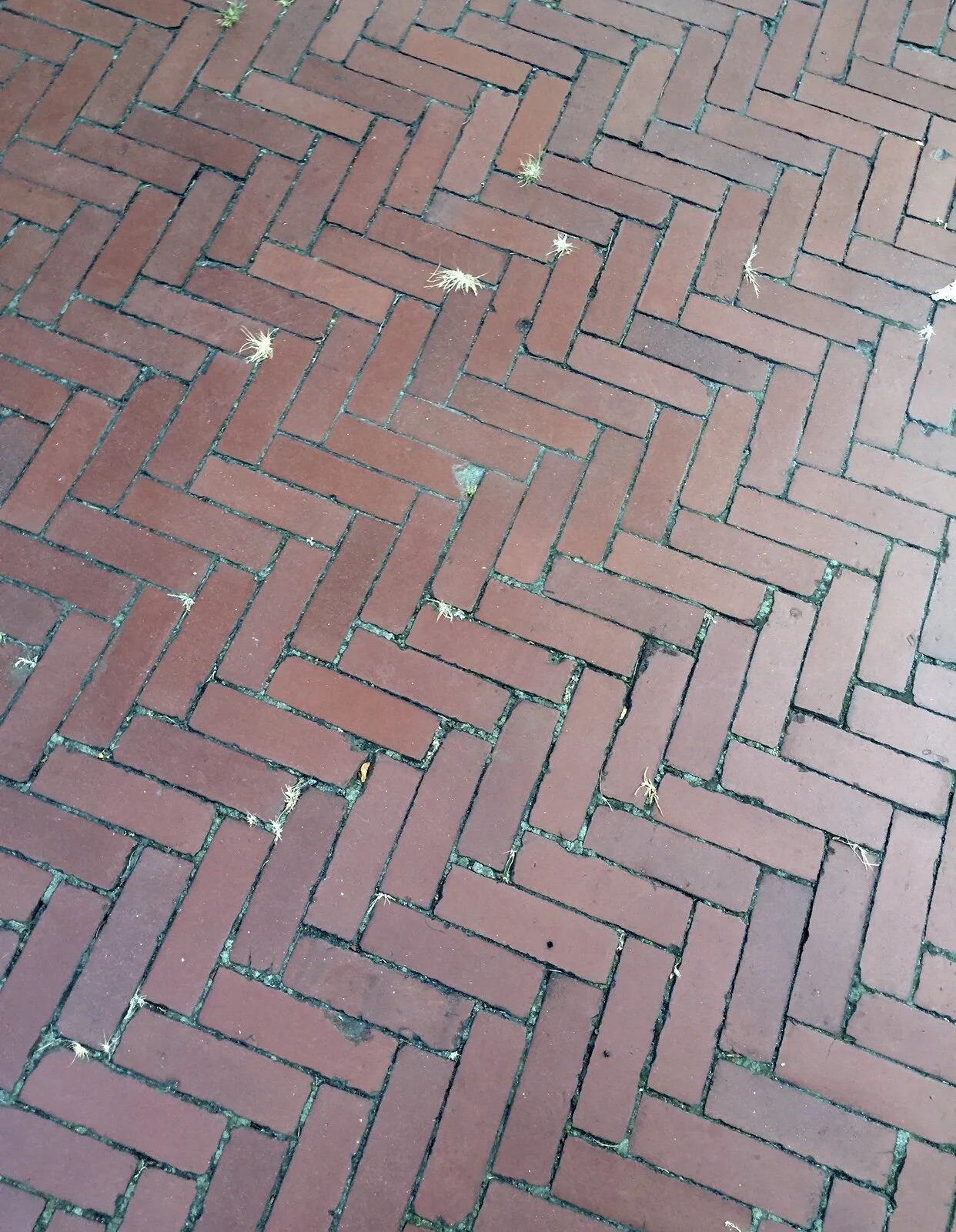 Sidewalks in Fairhaven, MA. Old and lovely.