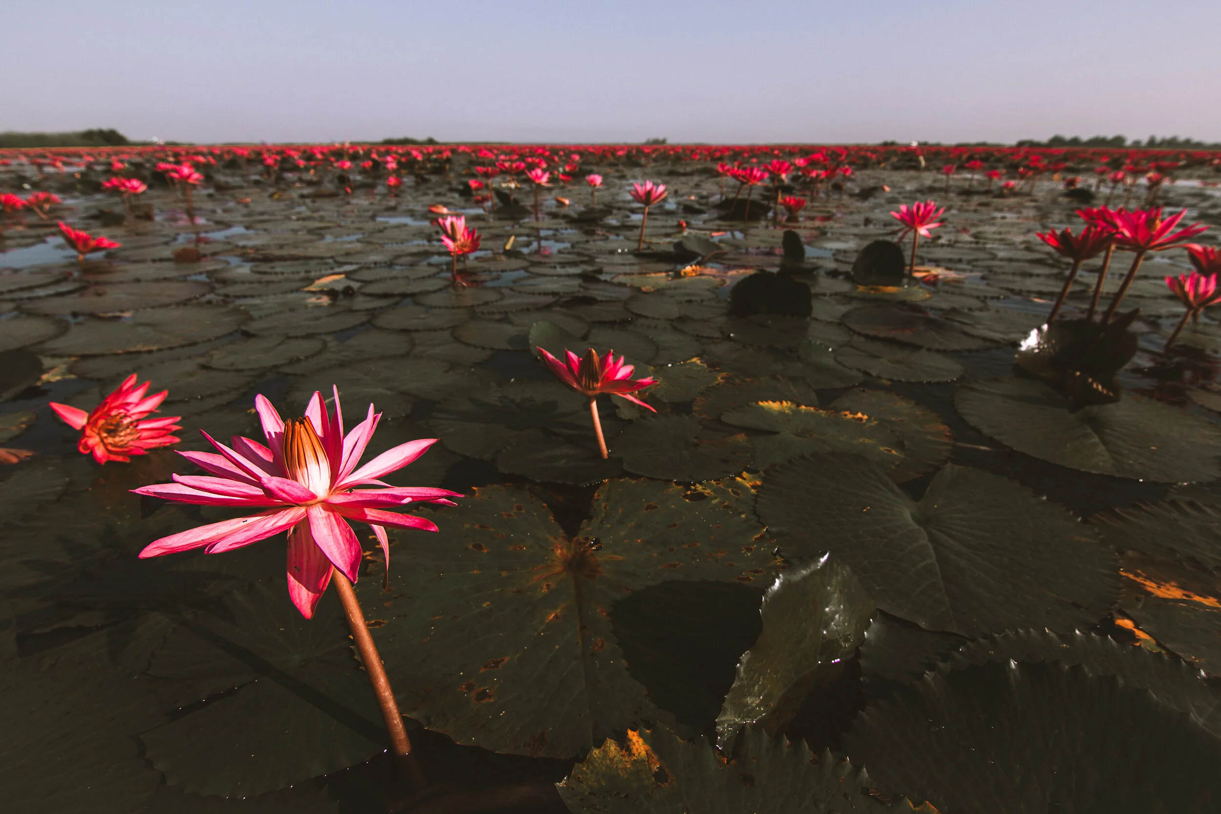 The Sea of Red Lotus, Udon Thani Thailand