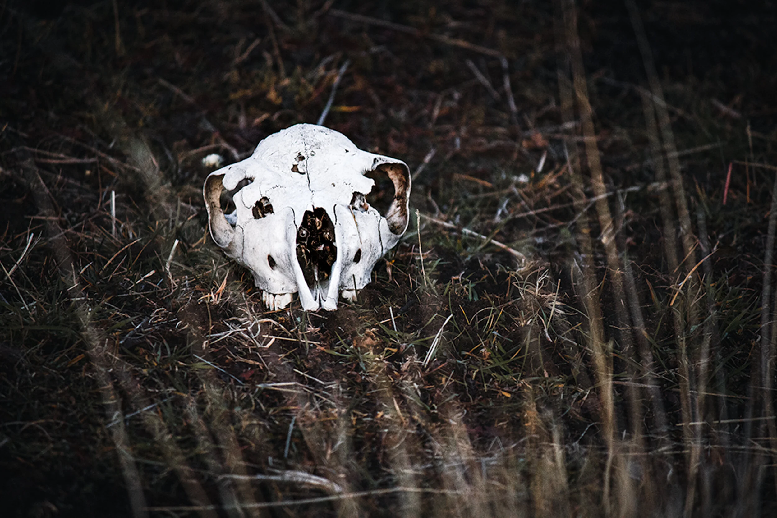 The Circle of Life, Torres del Pine Chile
