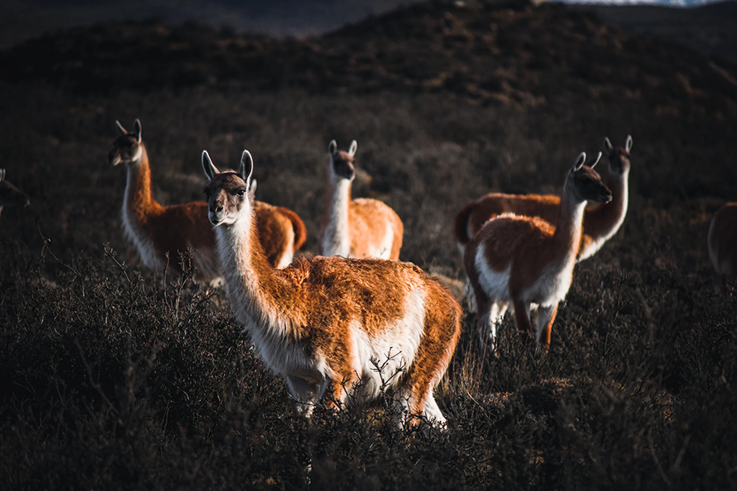 The Guanaco Pack
