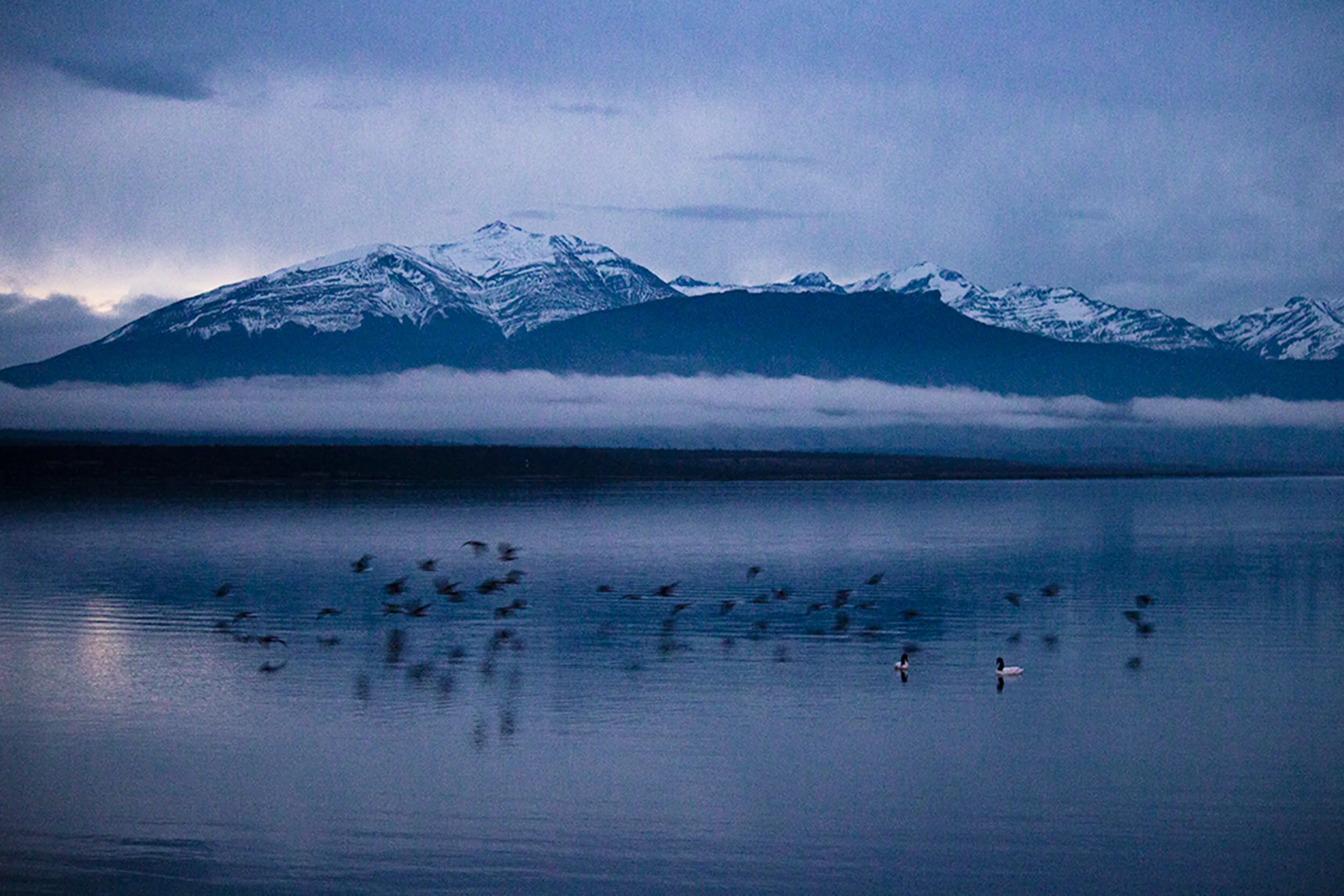 Puerto Natales Lake Birds