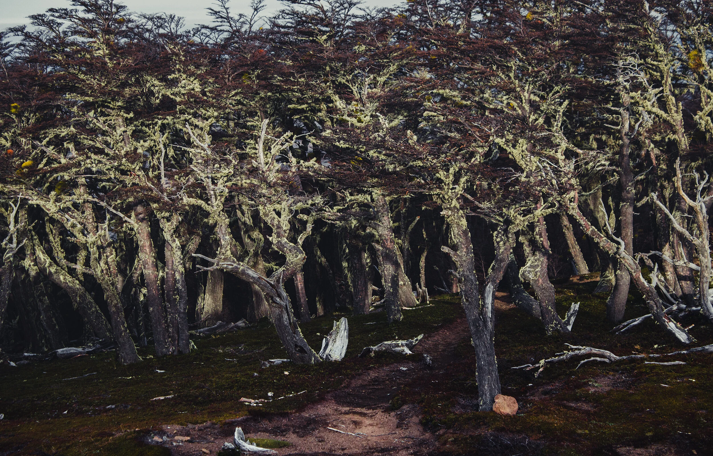 the Border, Torres del Pine Chile