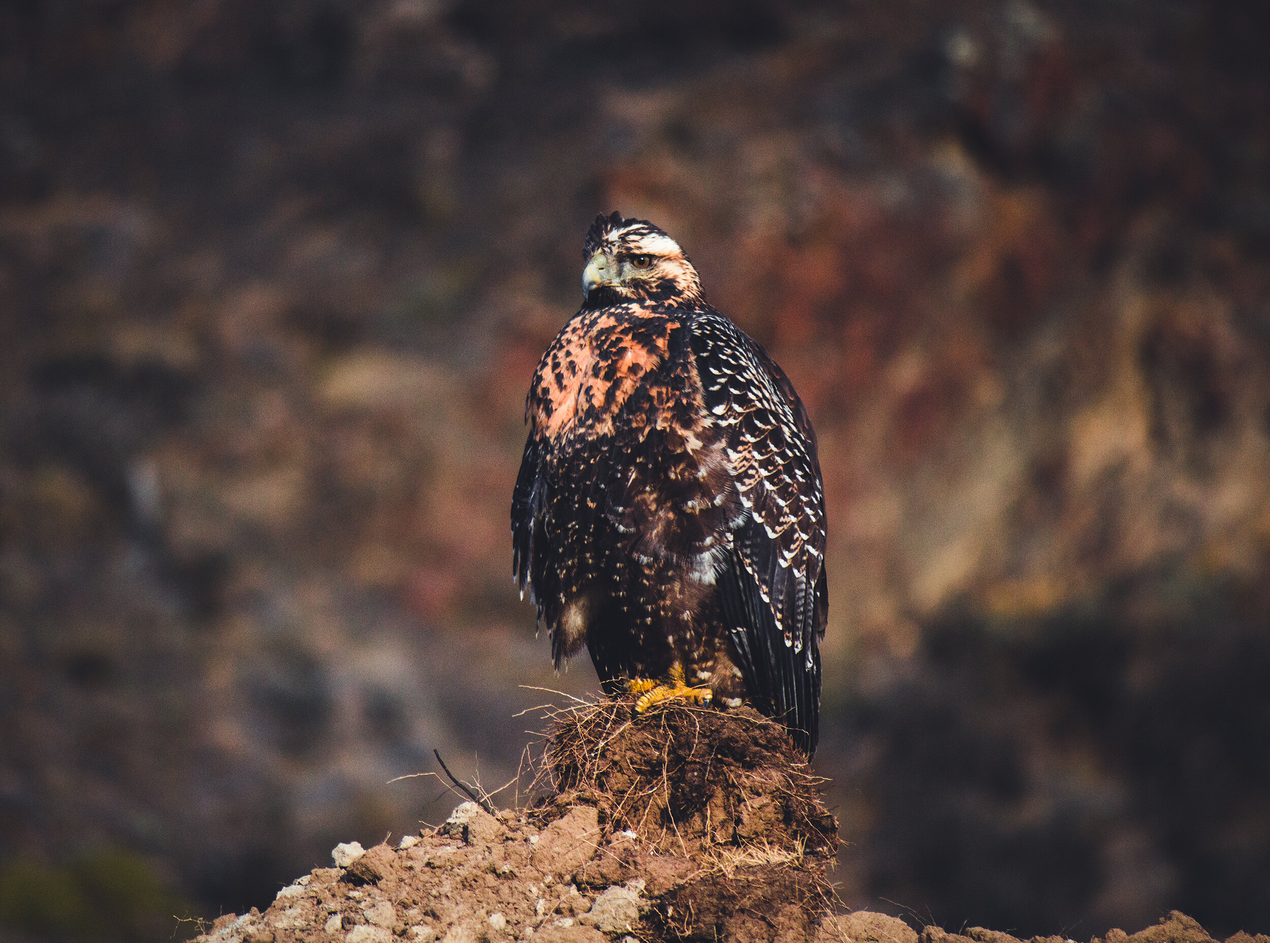 The Anima Mundi, Patagonia Chile