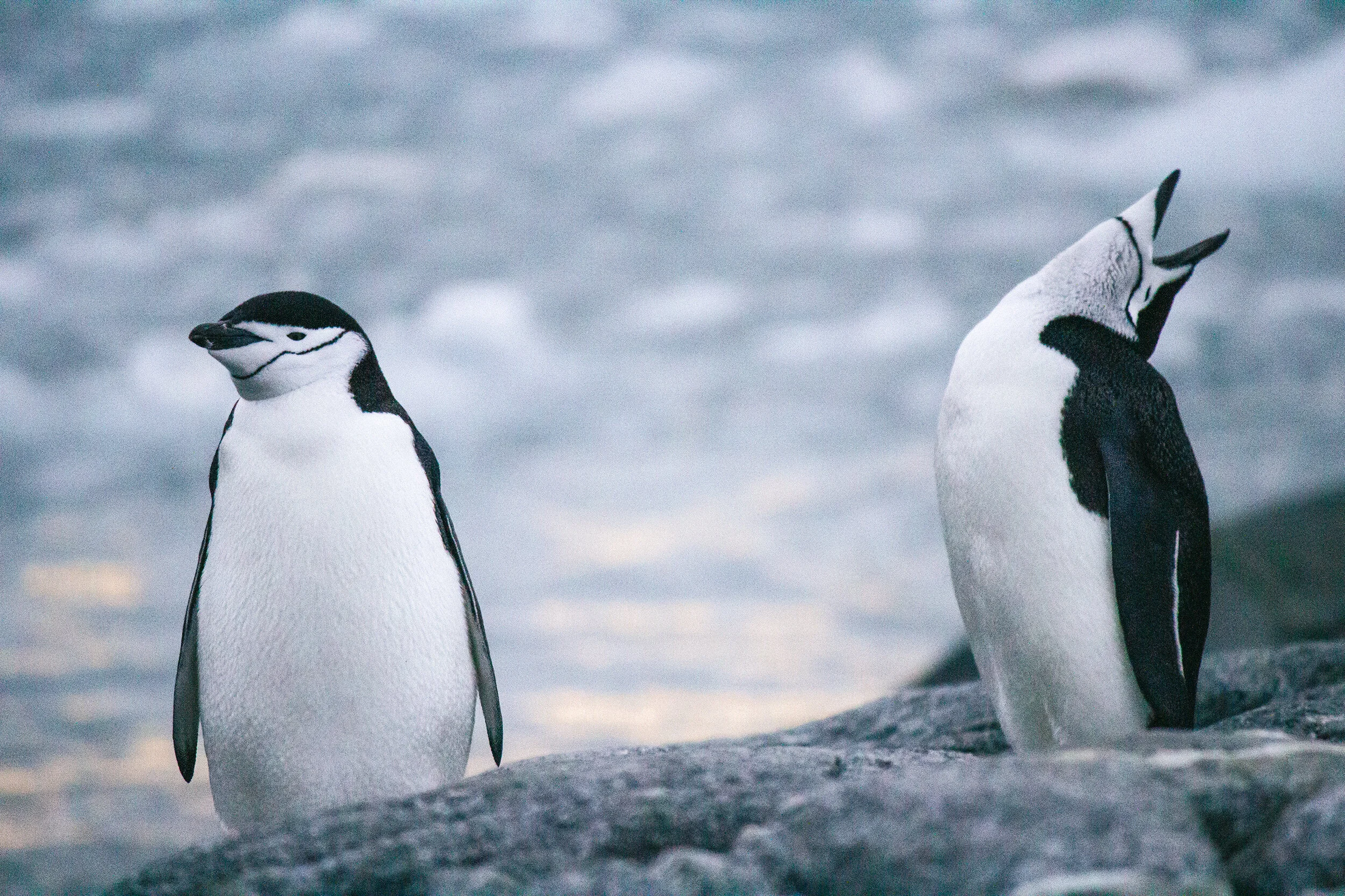 Chinstraps, Antarctica