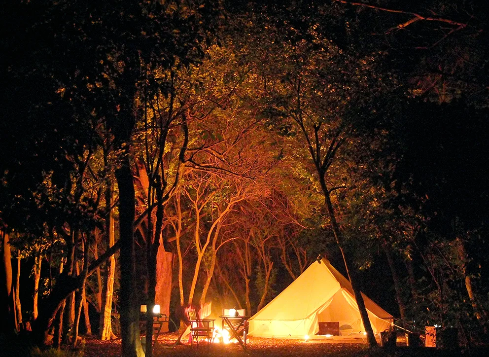 lanisnighttree.jpg