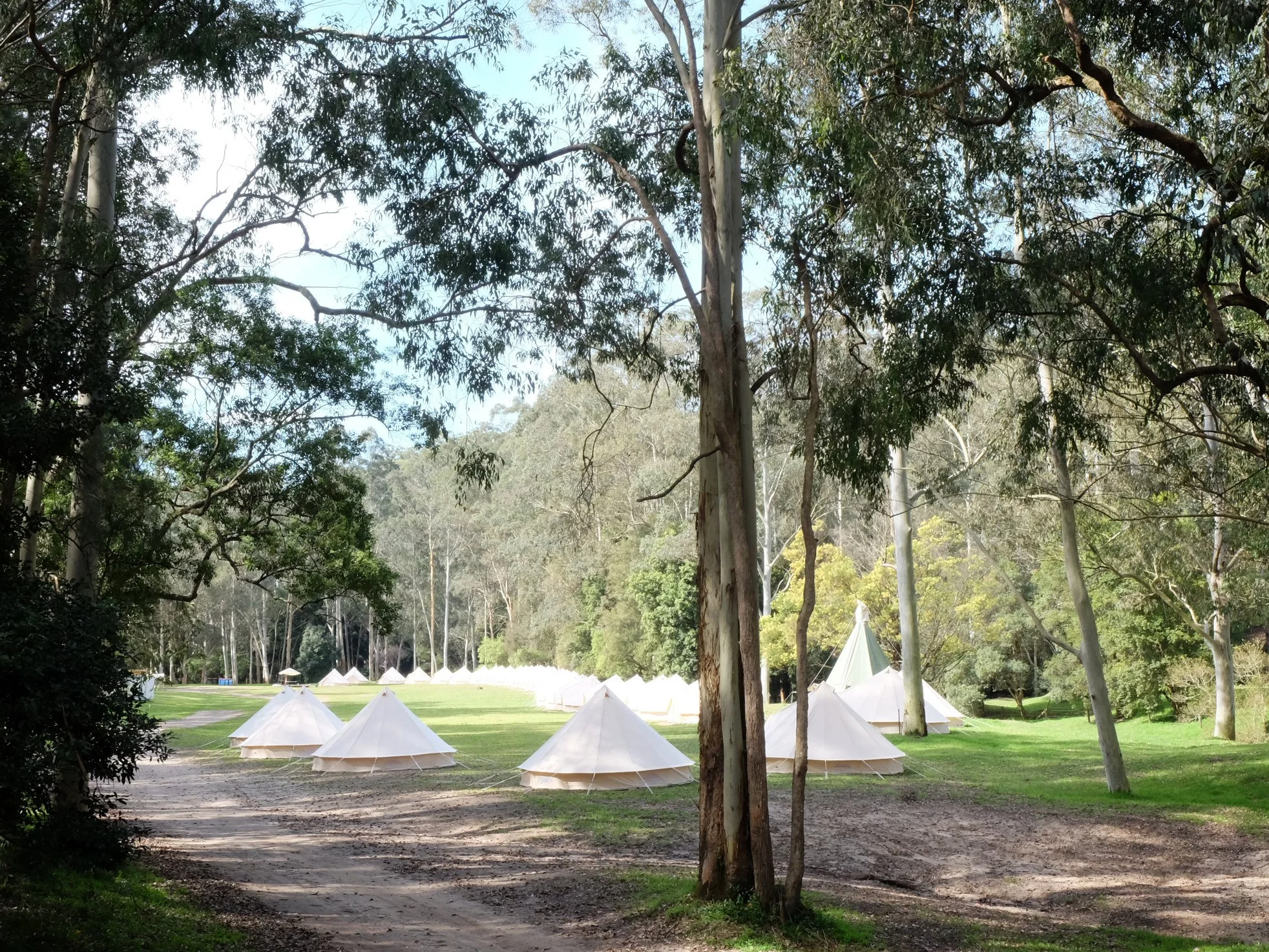 glenworth_bluegum.jpg