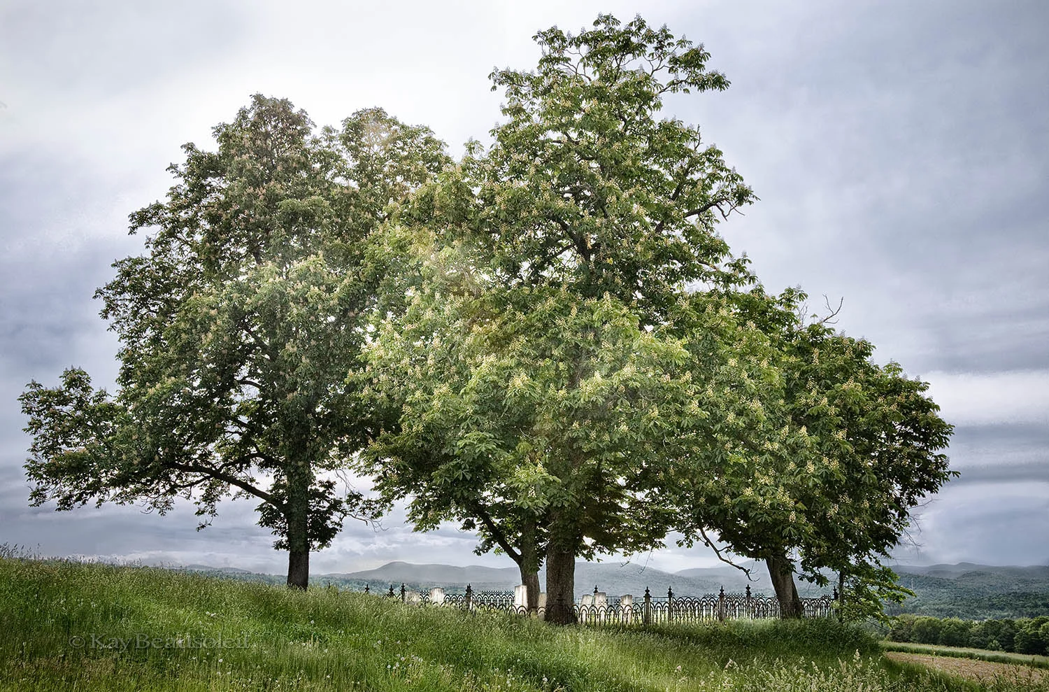 Lives of Trees: TO SHADE A TINY GRAVEYARD