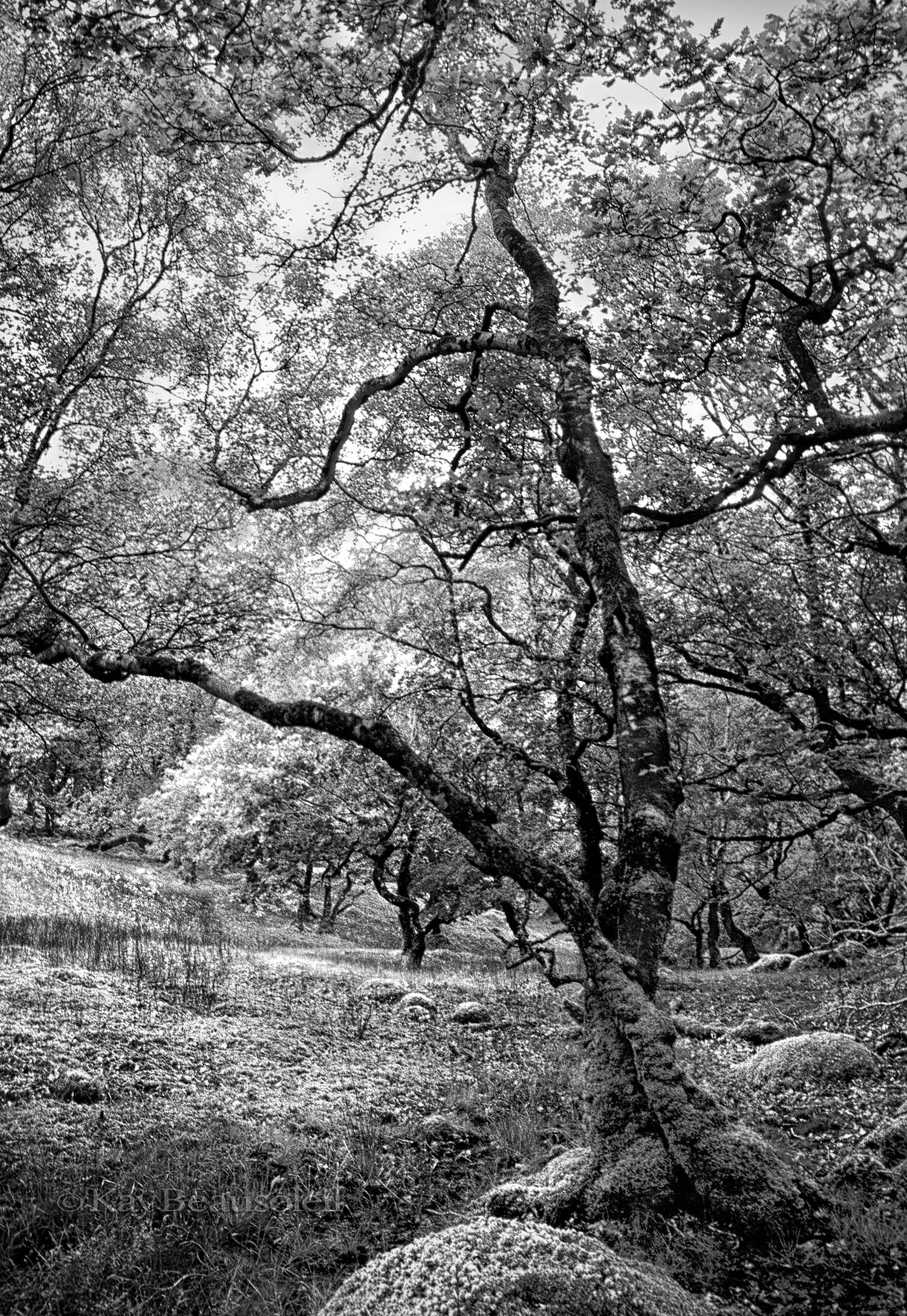 Lives of Trees: ANCIENT