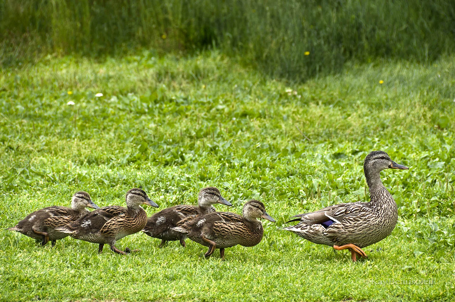 Little Things: DUCKWALK