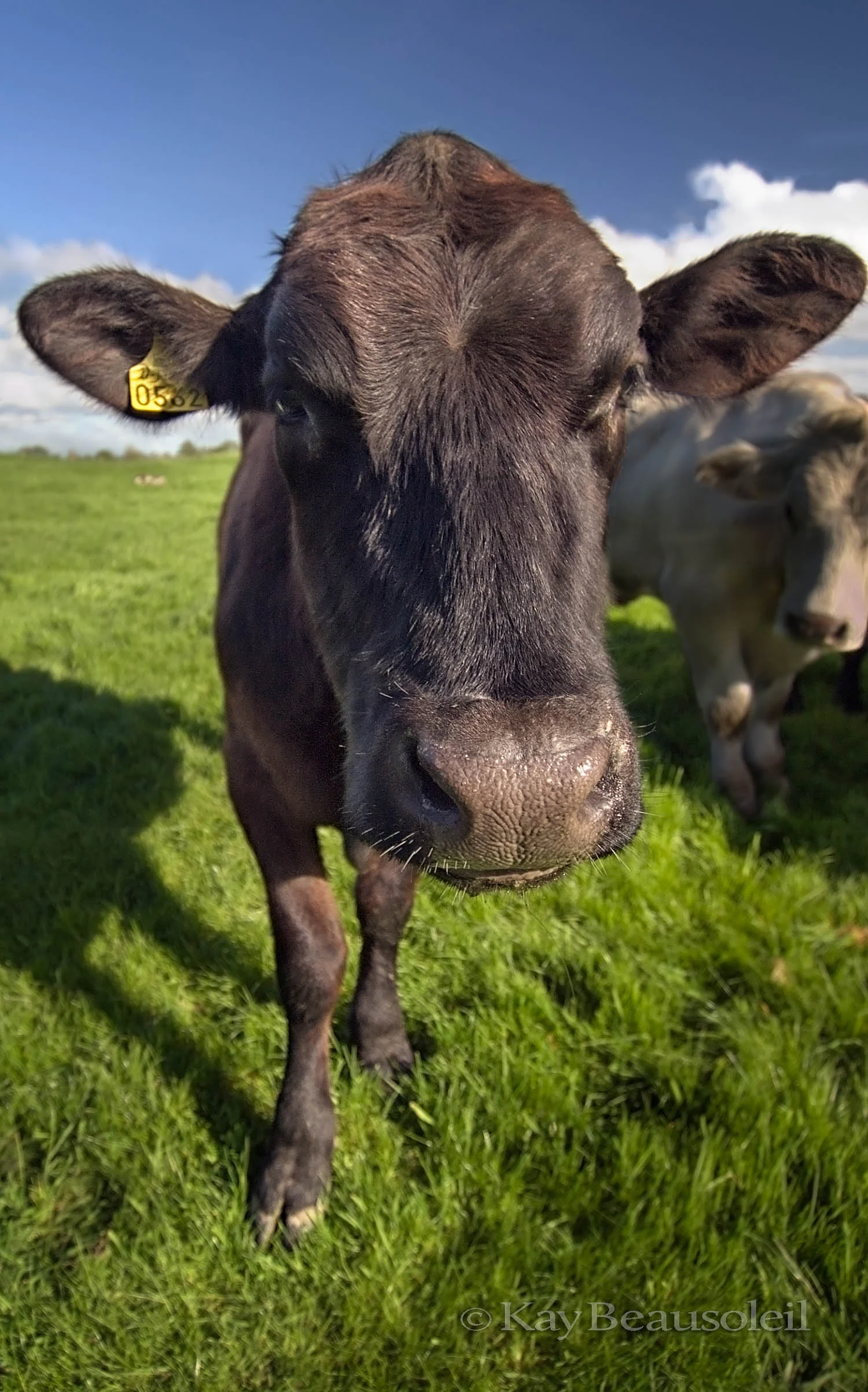 Up Close and Personal: NEAR ENOUGH FOR YOU?
