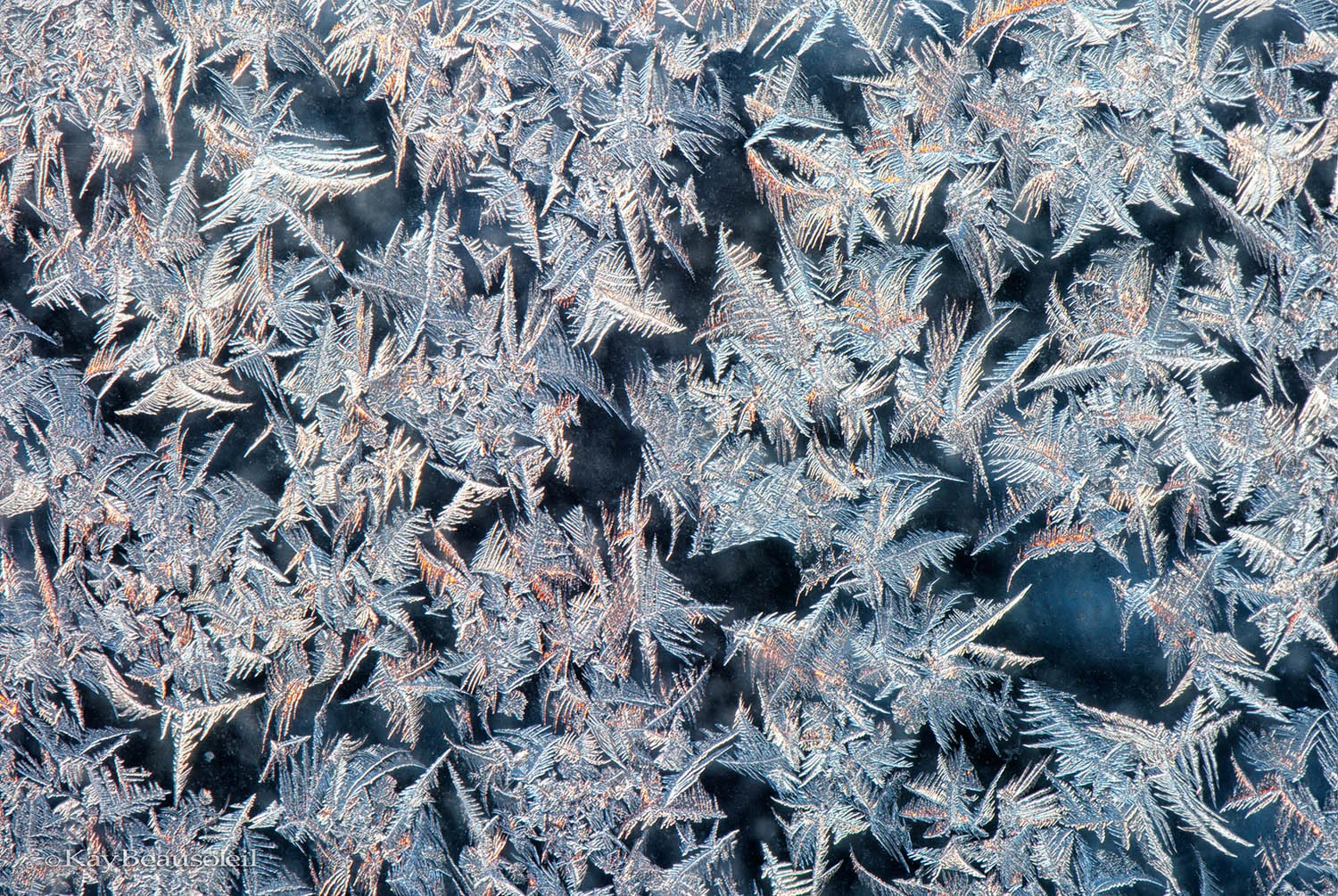 The Subject is Colour: FEATHER FROST