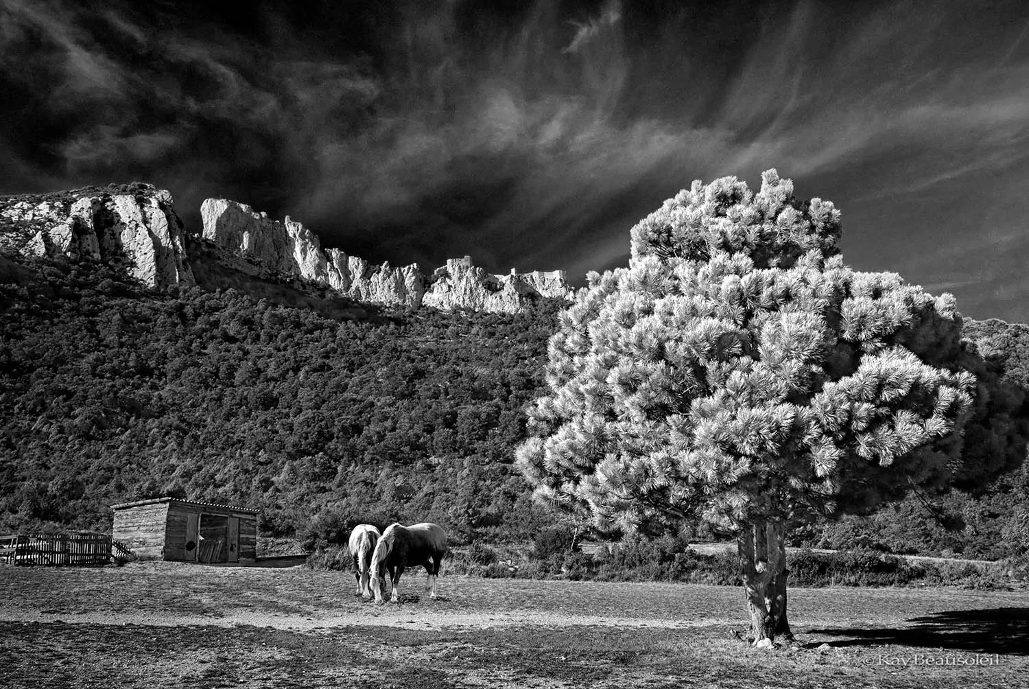 Lives of Trees: WITNESS TO WHAT ENDURES