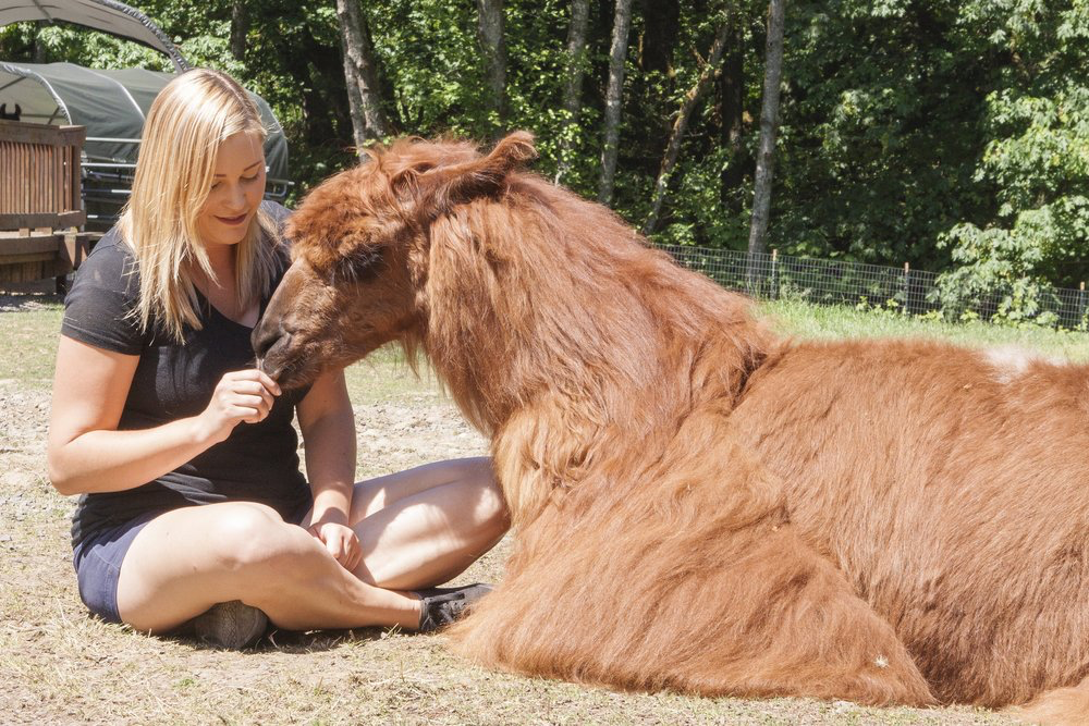 More Than Just Llamas