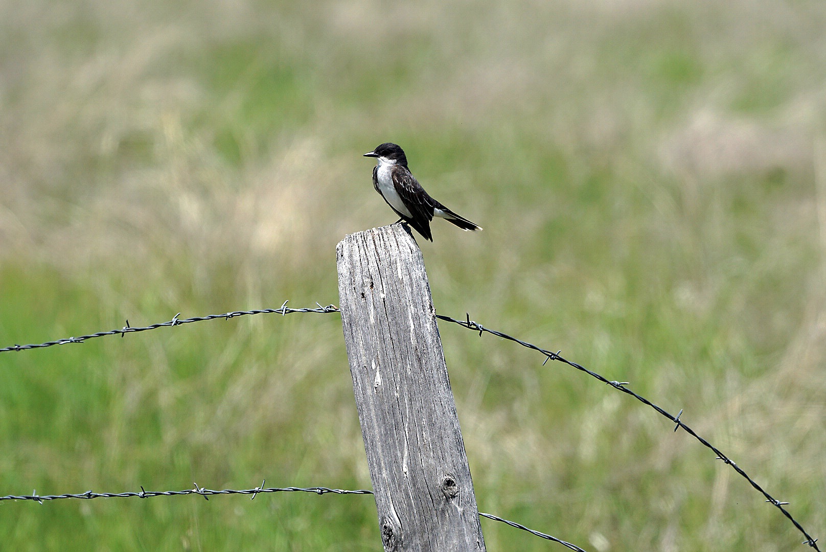 LRG_DSC02557_Kingbird_1.jpg