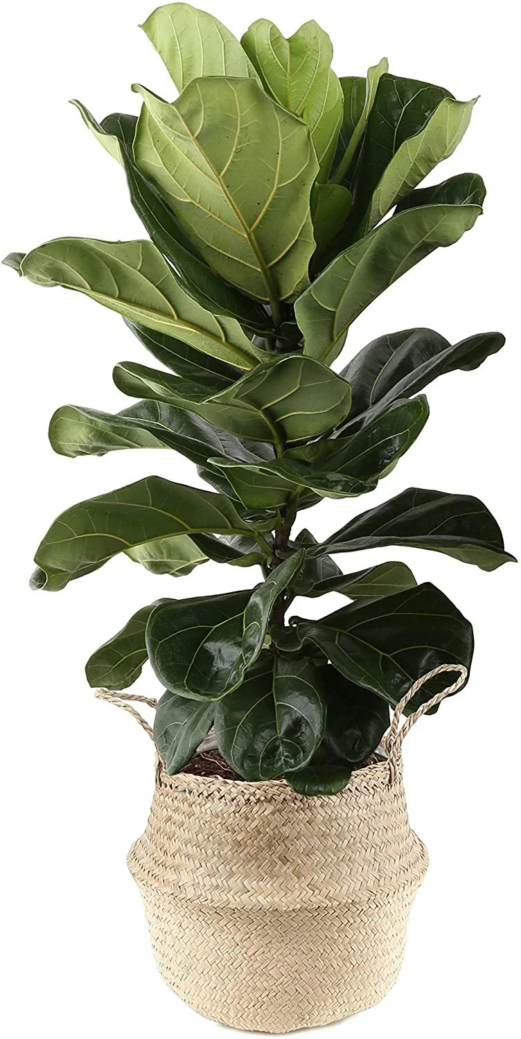 Fiddle Leaf Fig