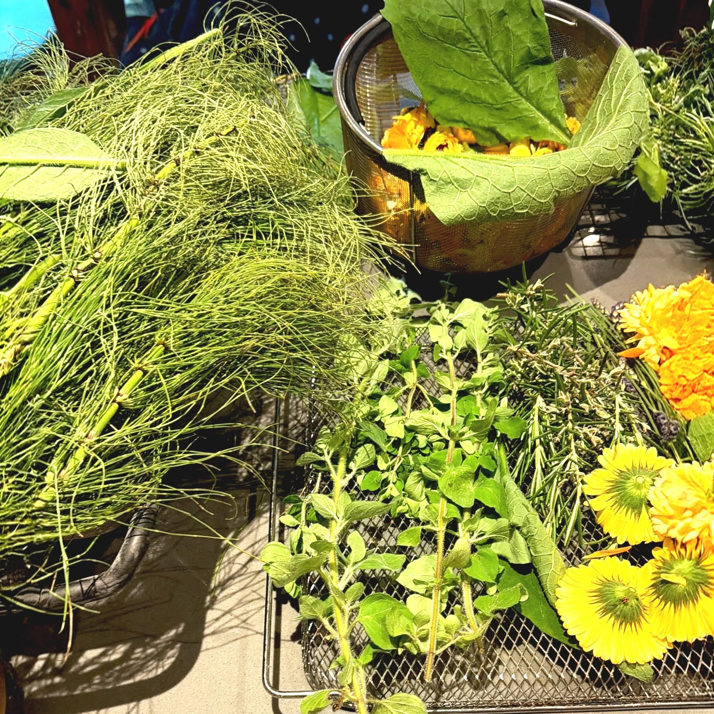 Herbal Hair Tonic