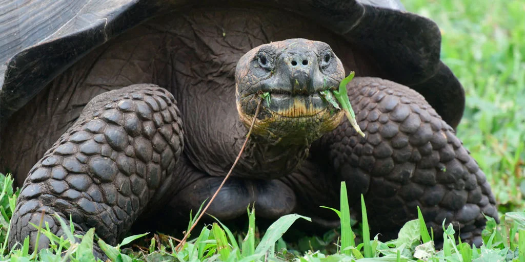 Species Spotlight Giant Tortoises Human Nature Projects