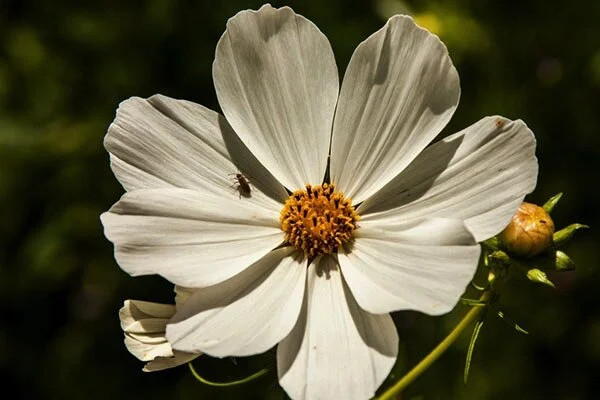 Foreground newsletter - 16 April 2020
