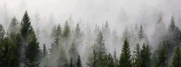 IFLA Asia-Pacific Newsletter - April 2020