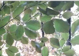 Useful links from the IFLA World Council - Interactive Session