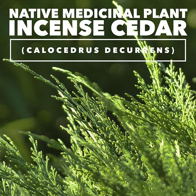 We make our own *cedar floral water (a.k.a. hydrosol or hydroflorates) by steam distilling local incense cedar. This aromatic California native grows in Sierra Nevadas at elevations up to 7,000 feet. Like many coniferous trees, incense-cedar is known