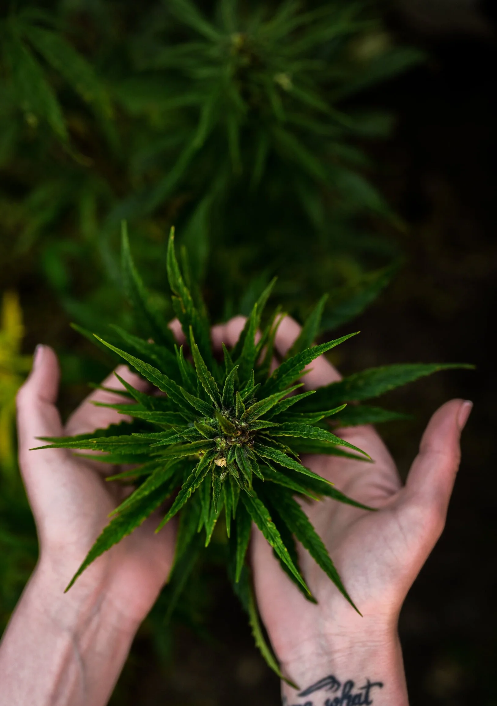 Cannabis and the skin