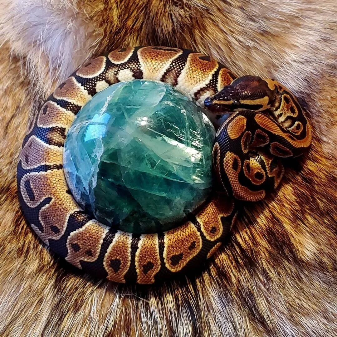 What a gorgeous relationship @the_crafty_dragoness_reigns has with their familiar and thair crystals!! We love seeing your posts!!⁠
⁠
Posted by &bull; @the_crafty_dragoness_reigns⁠
⁠
⁠
 Thank you so much to @crystal_alley_emporium for existing so clo