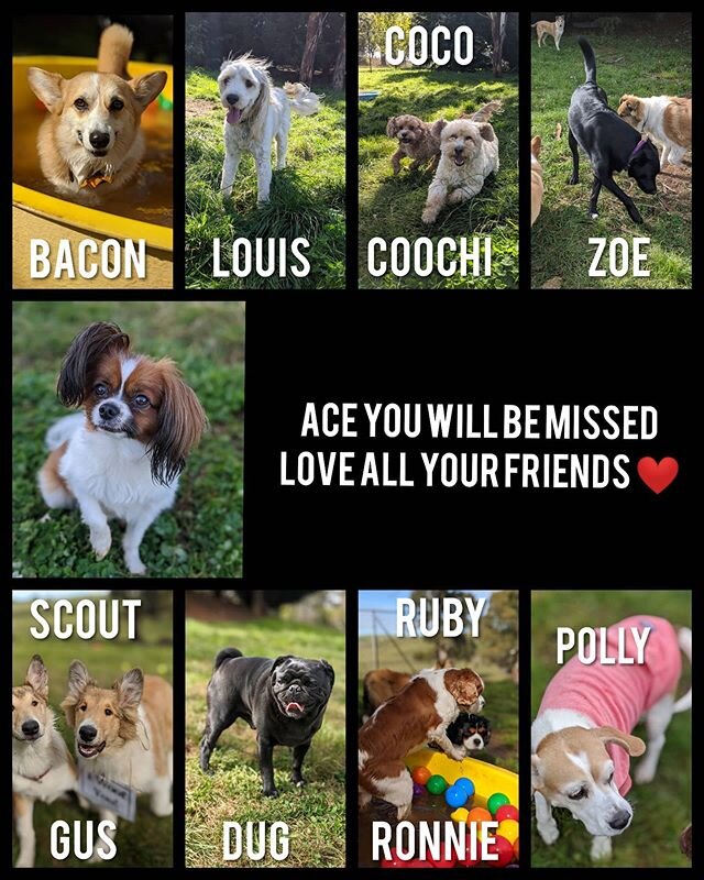 Ace you will be missed ❤️ #friends #farewell #safetravels #dogslife🐾 #missyoualready #doggiedaycare #pawtailsruralretreat #giveyourbestmateabreak