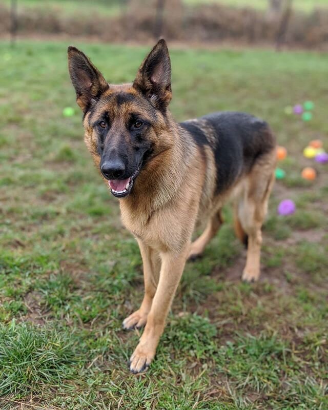 Bella ❤️ Such a loving girl with a sweet smile 
#germanshepherd #playtime #bella #smile #giveyourbestmateabreak #pawtailsruralretreat