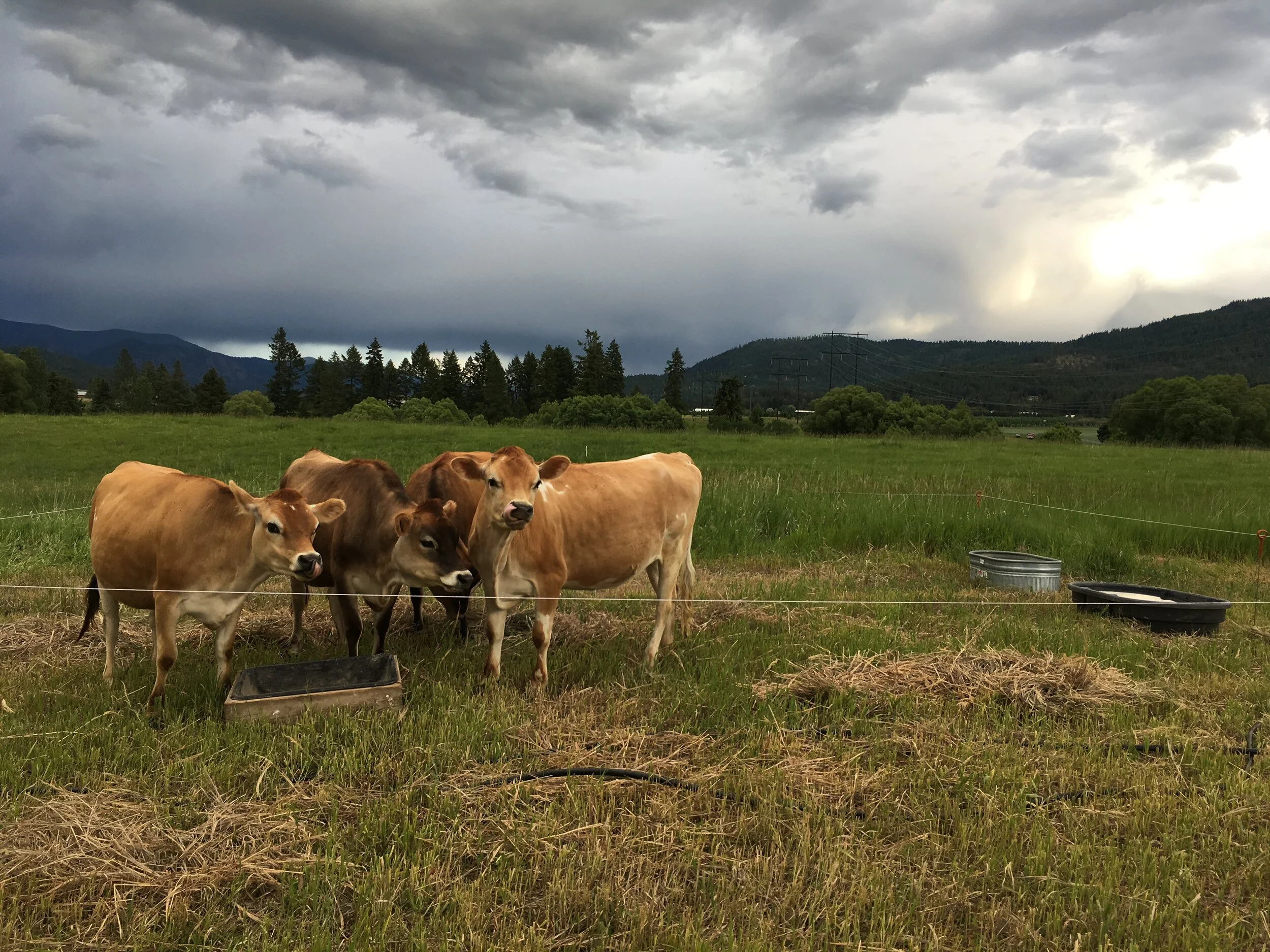 Deadly Clover: The Hidden Threat To Your Herd - 6n1ovea