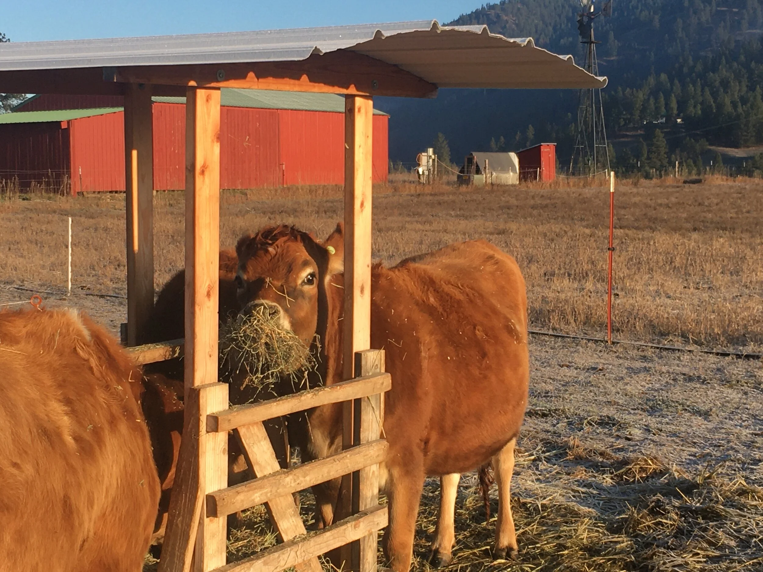Deadly Clover: The Hidden Threat To Your Herd - 656b8u3