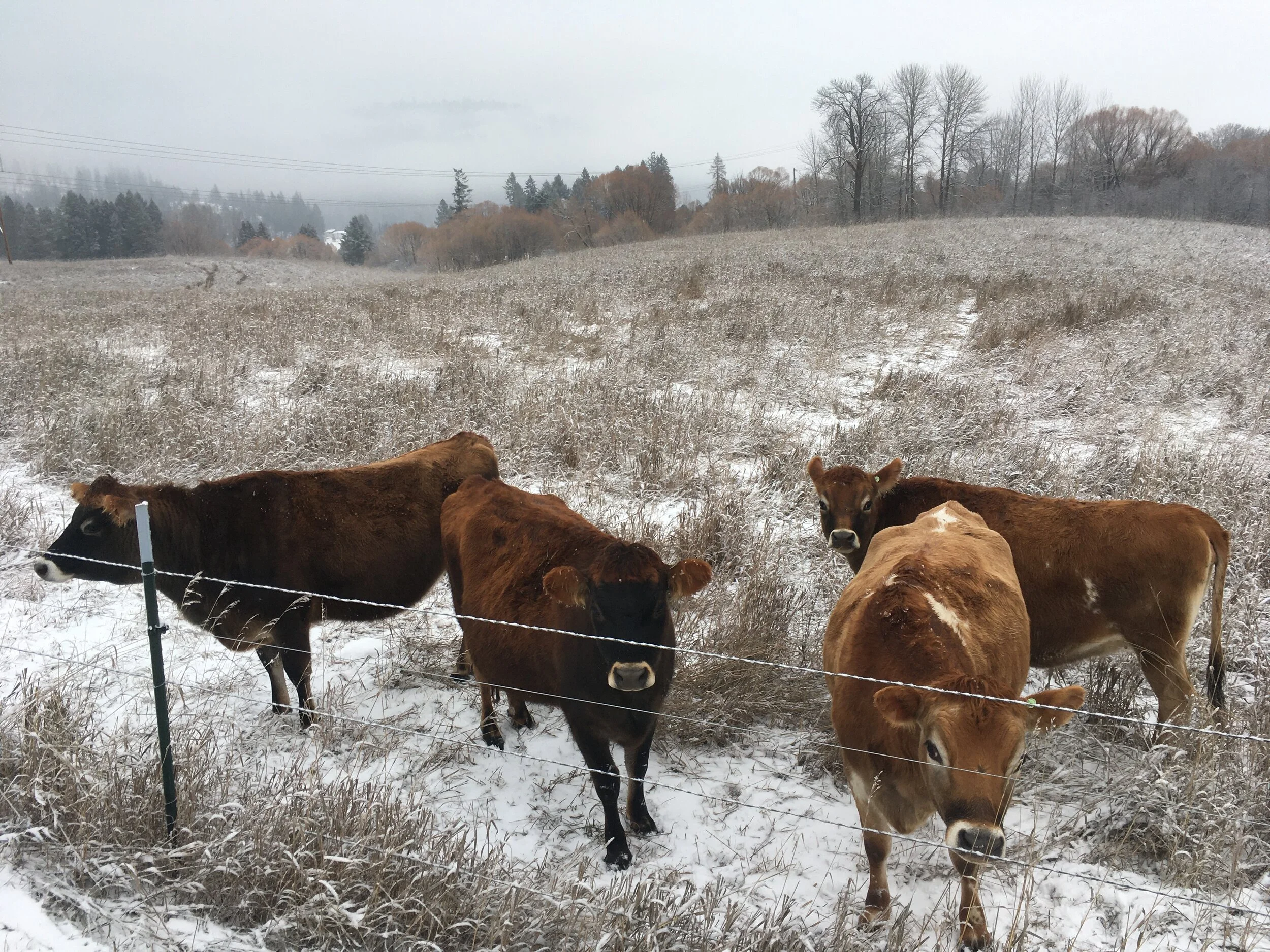 Deadly Clover: The Hidden Threat To Your Herd - 9oiux62