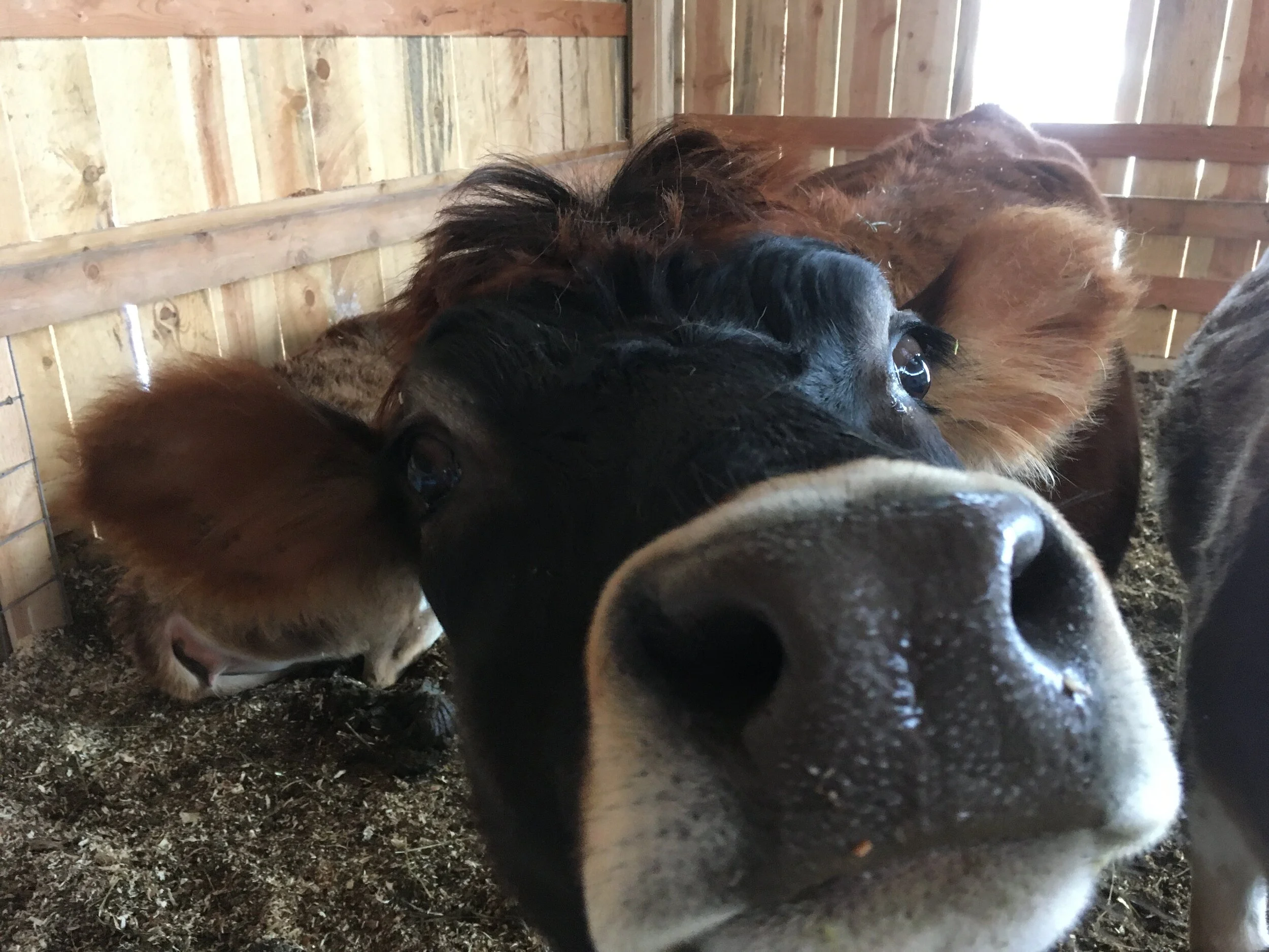 Deadly Clover: The Hidden Threat To Your Herd - hpsbu92