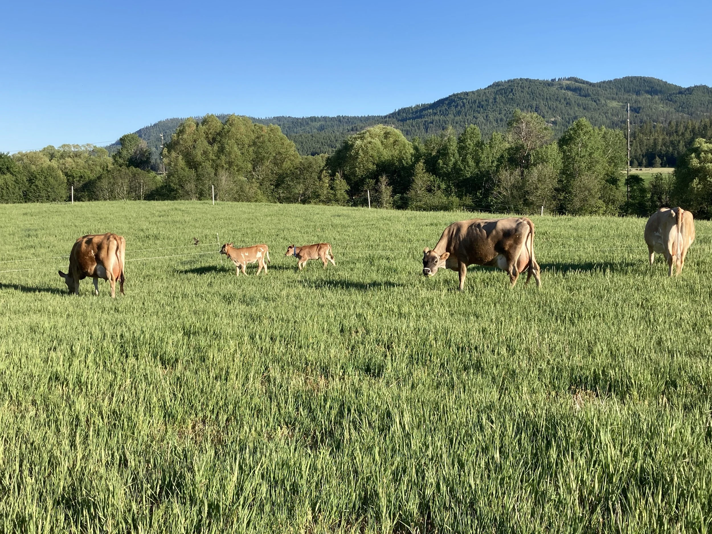 Deadly Clover: The Hidden Threat To Your Herd - kf73slj