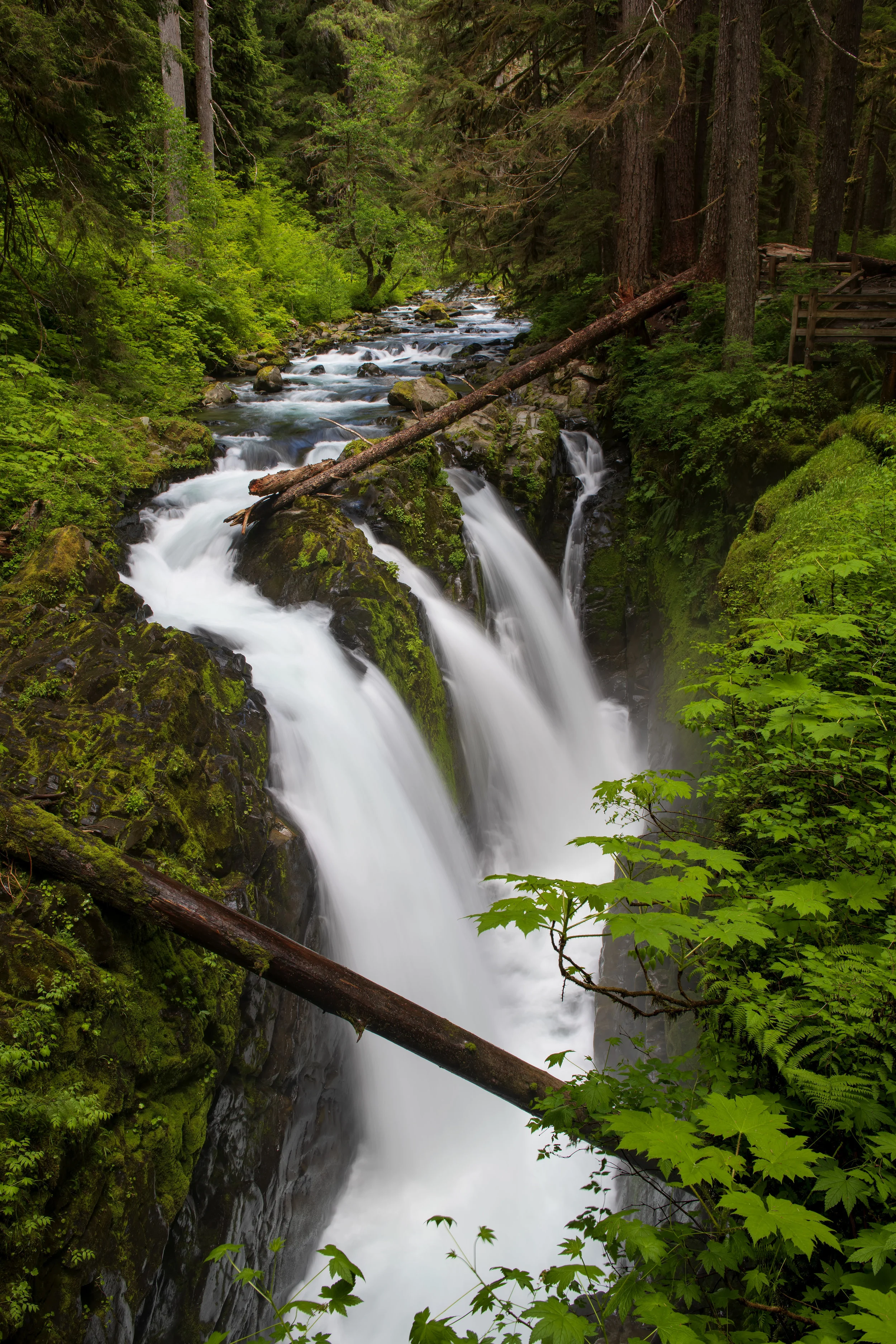 SOL-DUC