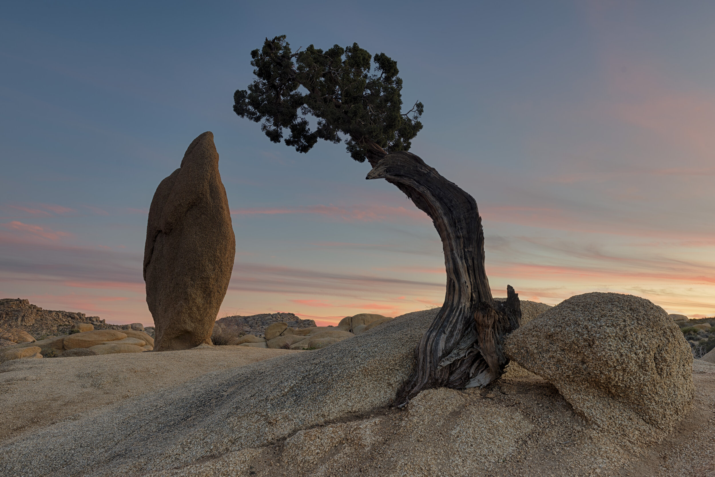 The Monolith and the Juniper of Joshua Tree NP
