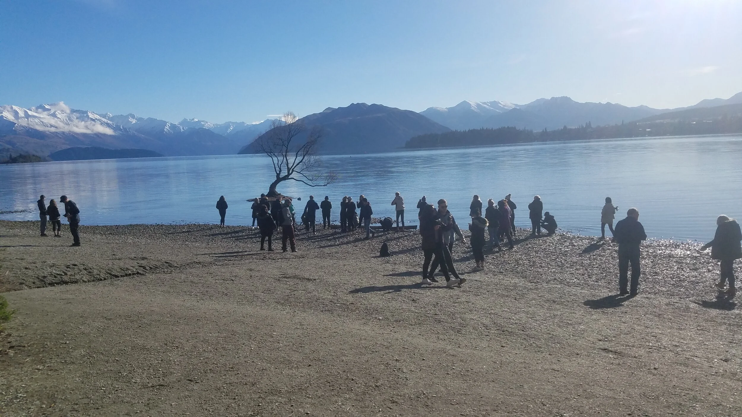 A scene where “Everyone” gaggles at the Wanaka Tree