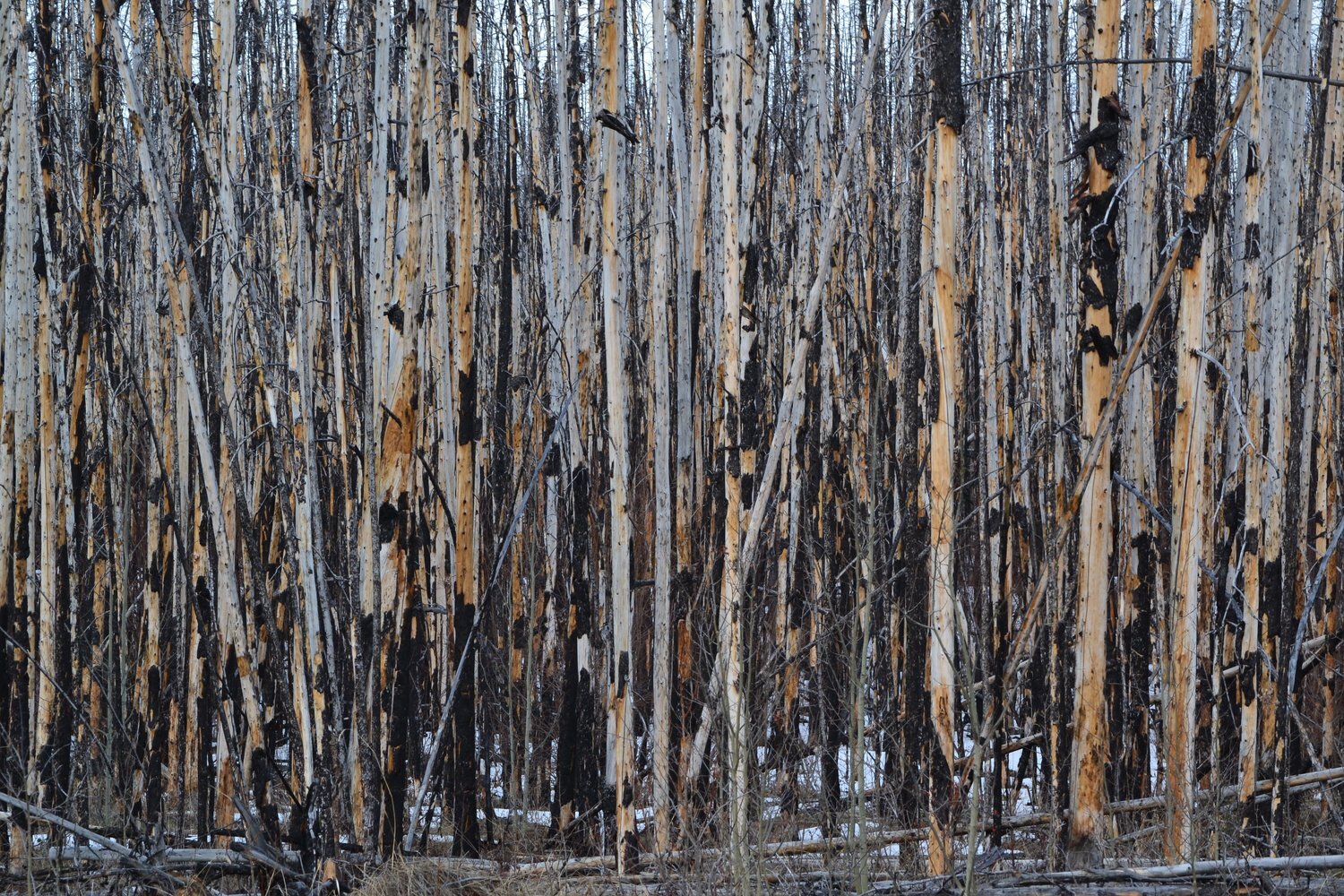 DSC_4972.jpg