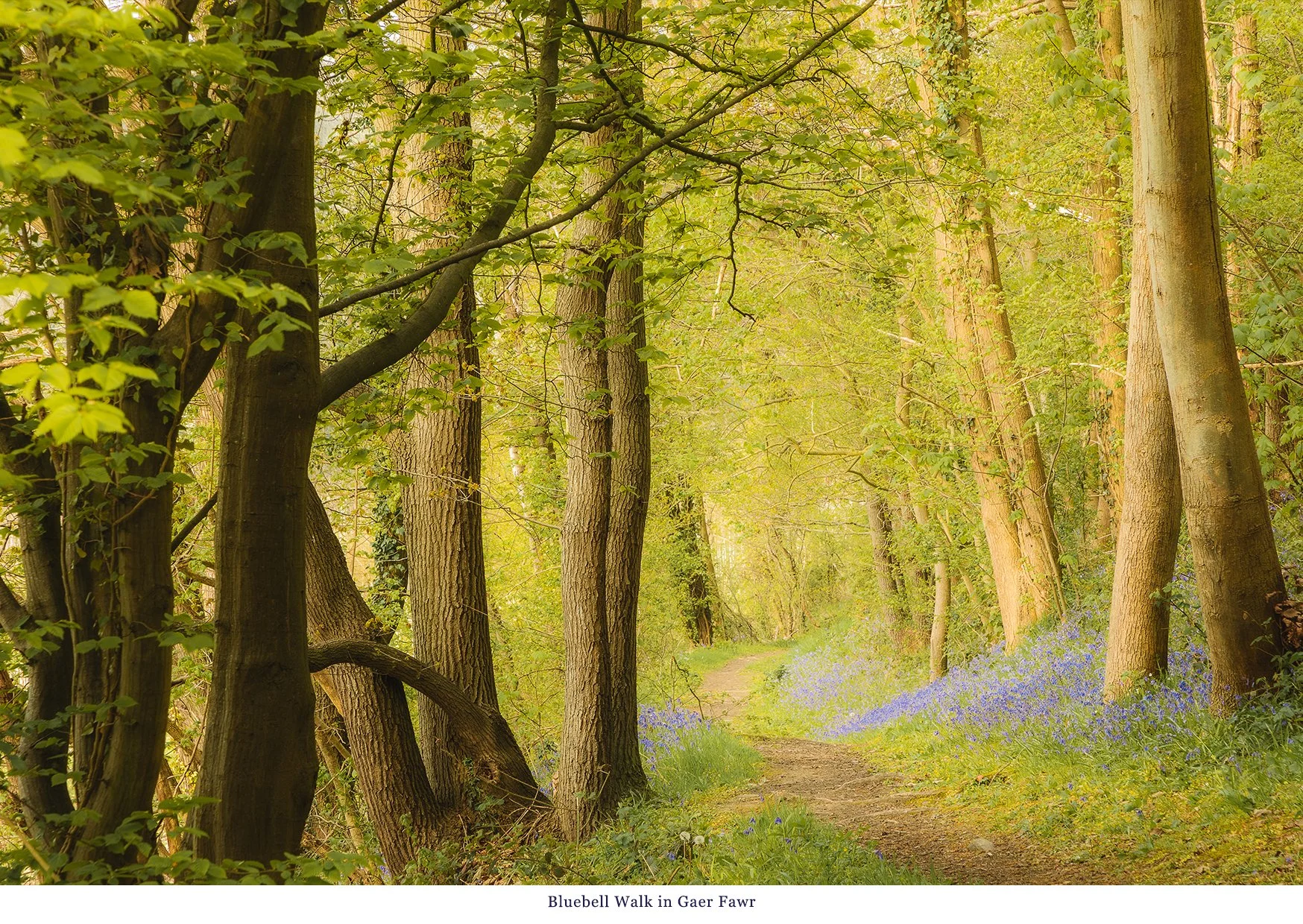 Bluebell Walk Gaer Fawr.jpg