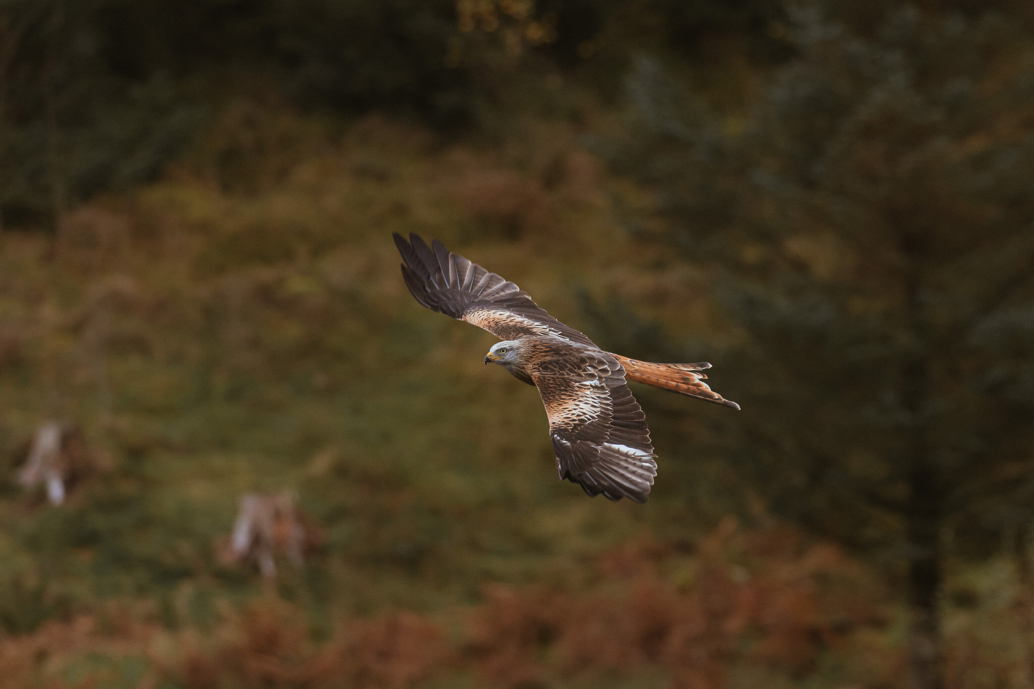 Red Kite Soaring Low