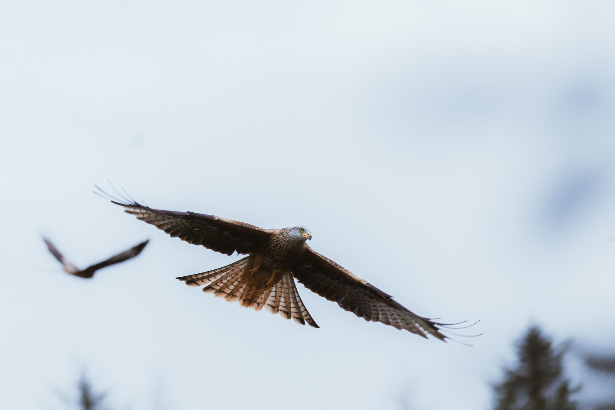 Red Kites Circling