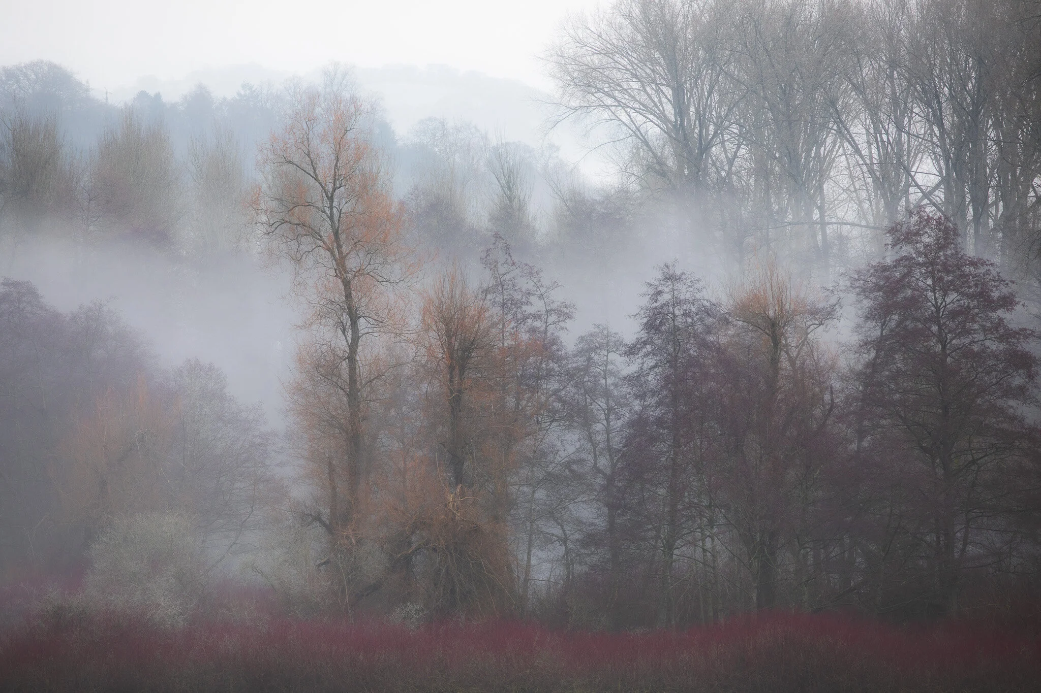 Woodland in the Mist