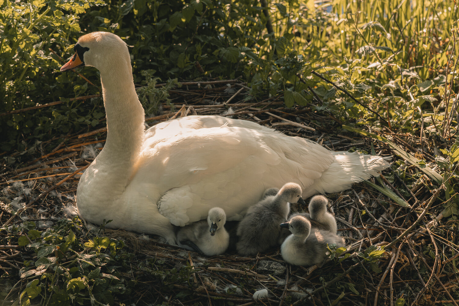 Mute swan cygnets leave the nest to take to the water-47.JPG