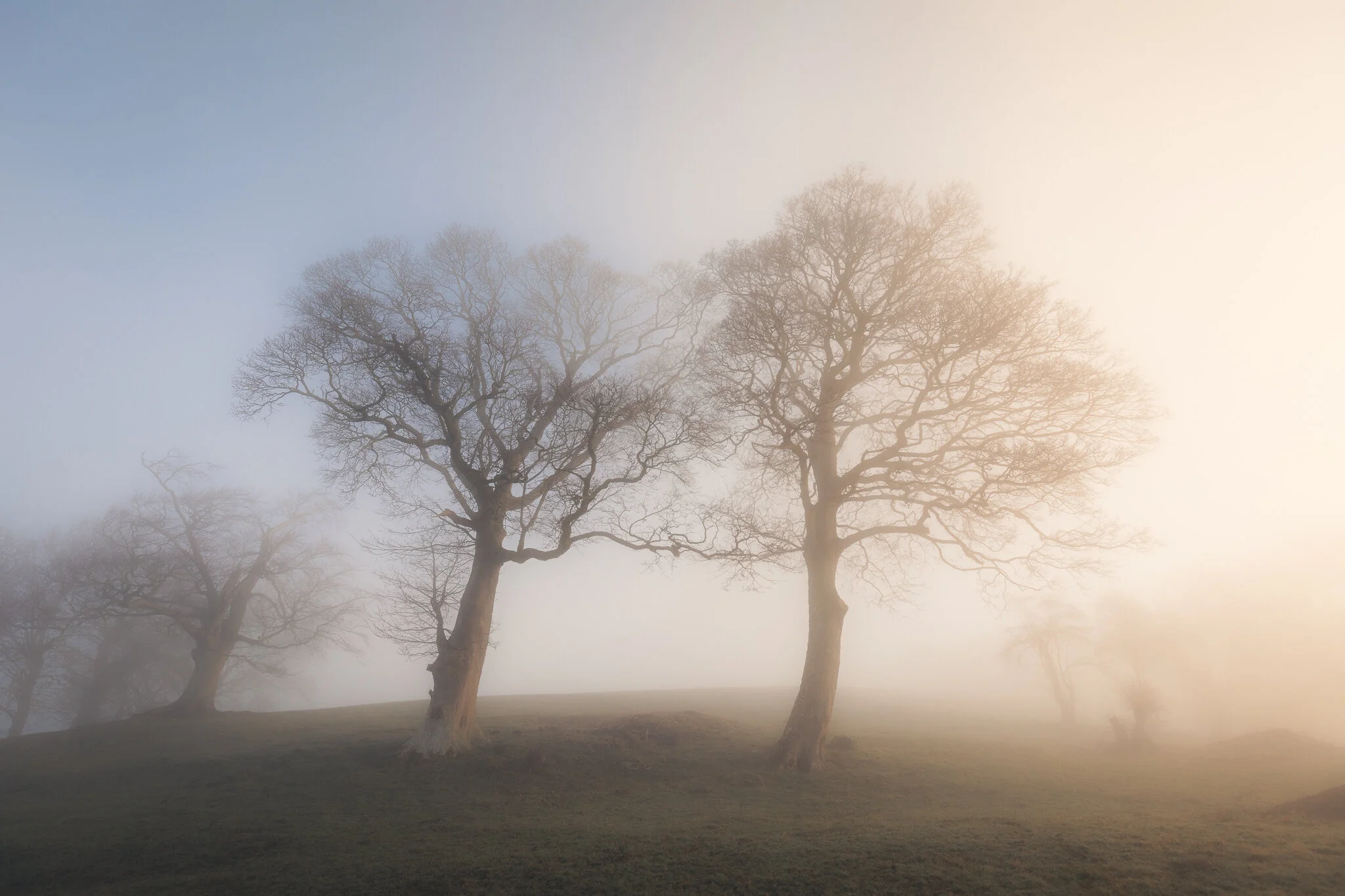 Two Trees on Hilltop in Mist.jpg